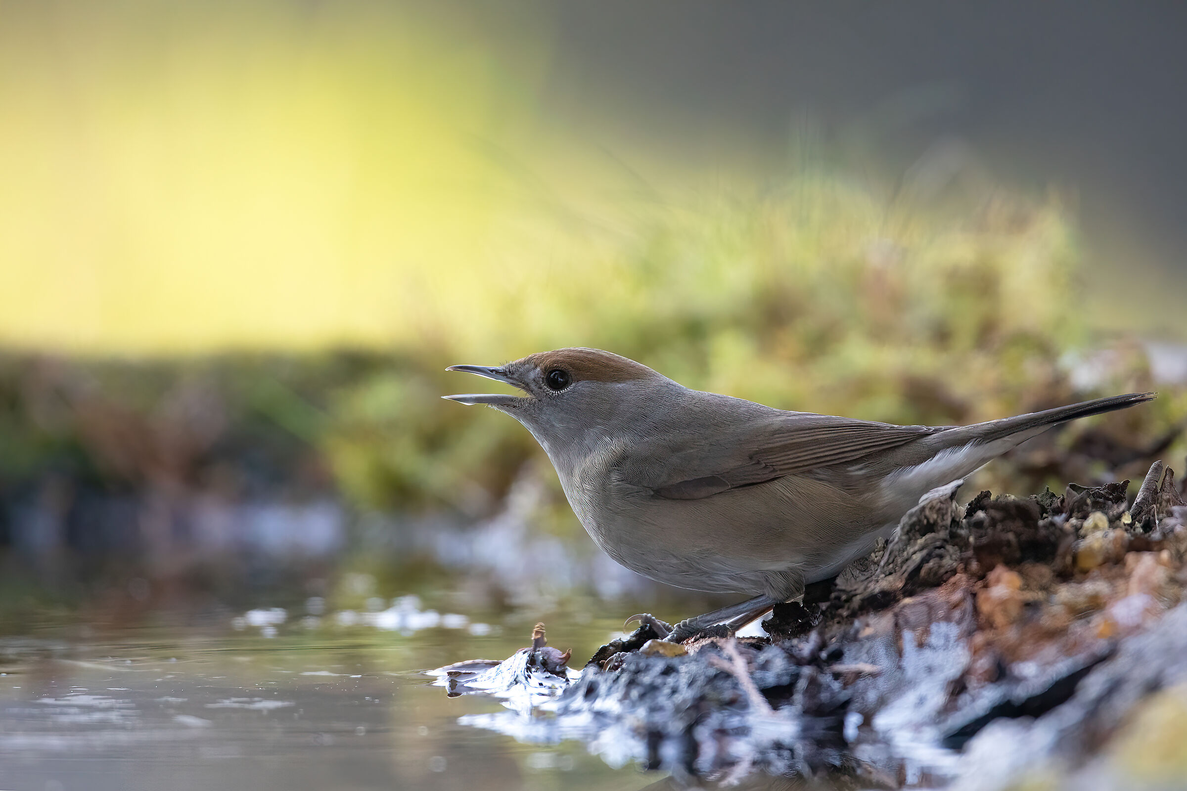 Female Blackcap