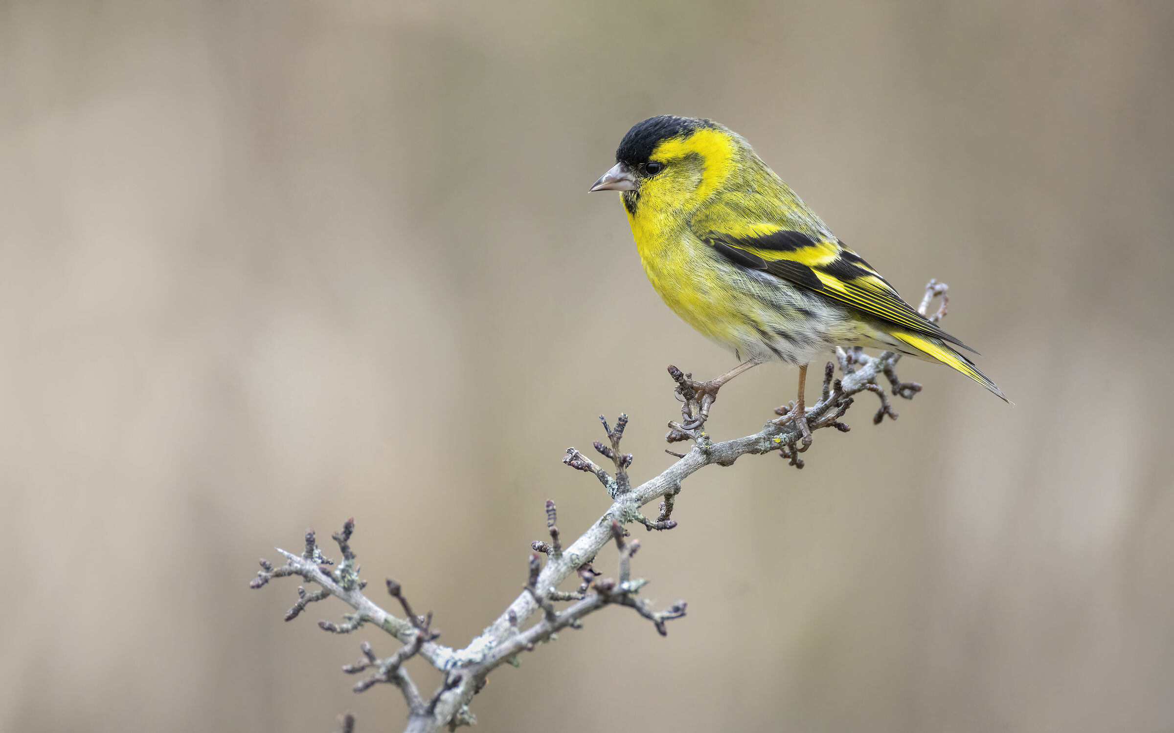 Raw CreameStrawberry