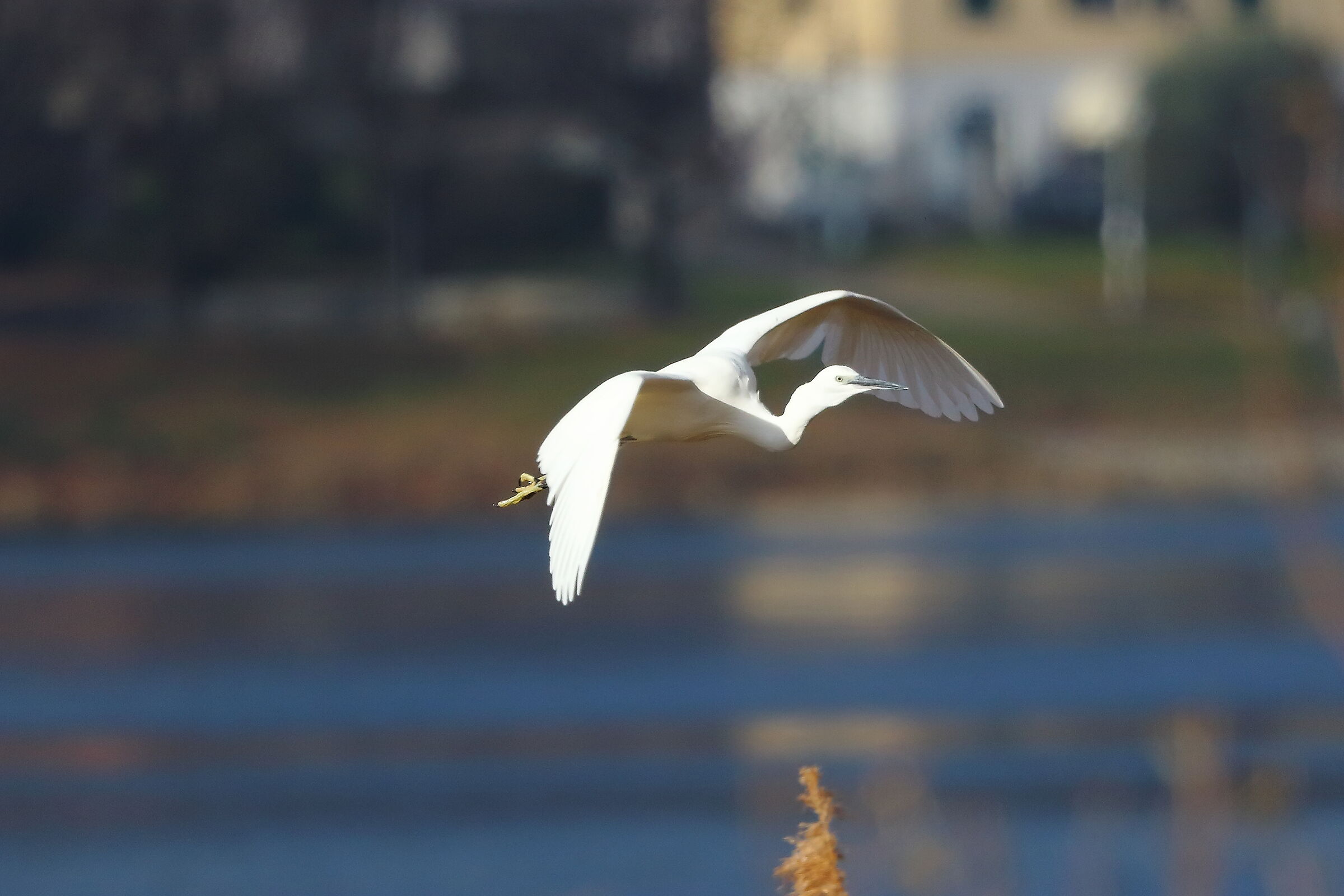Little Egret 06-12-2023