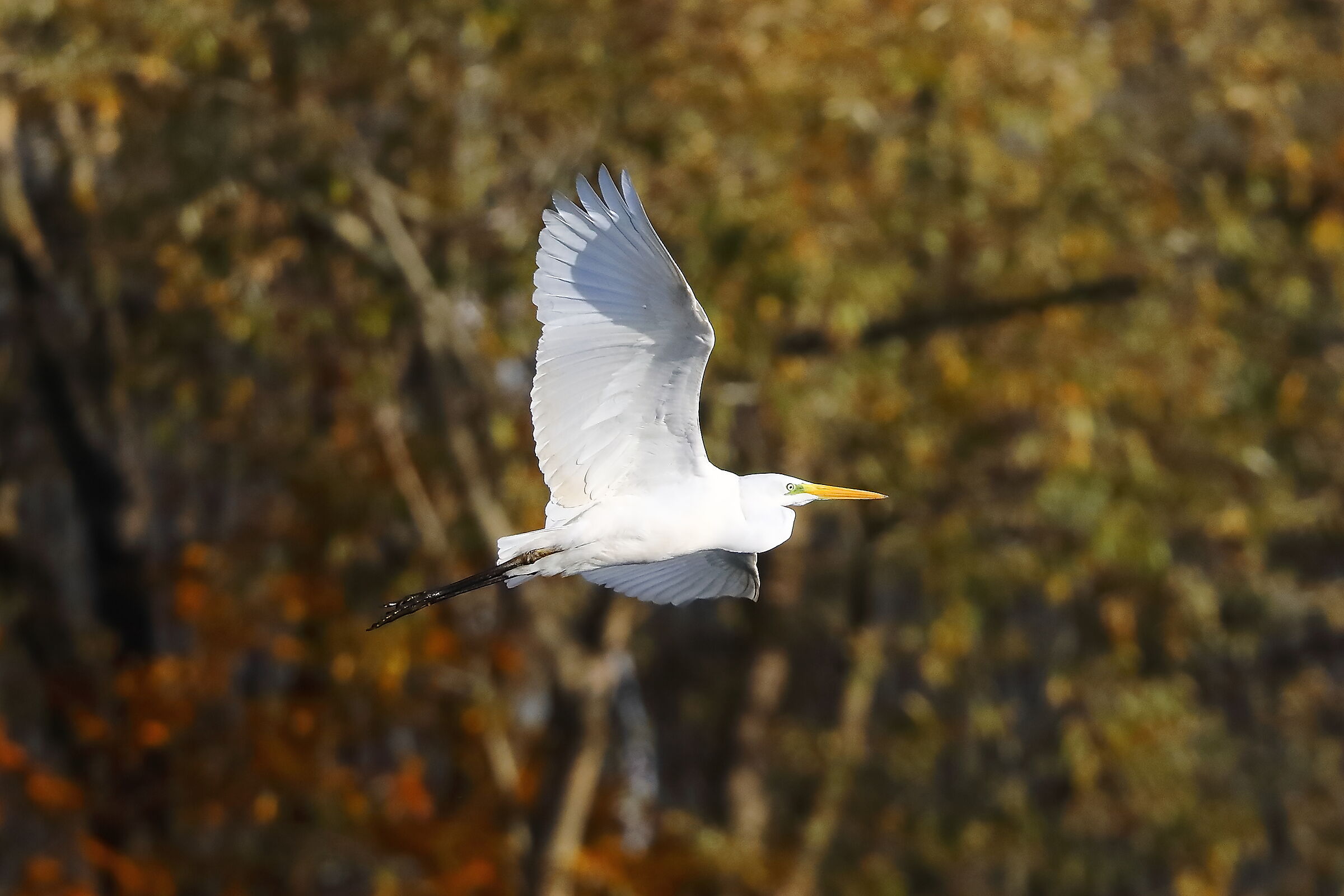 Airone BM 24-11-2023