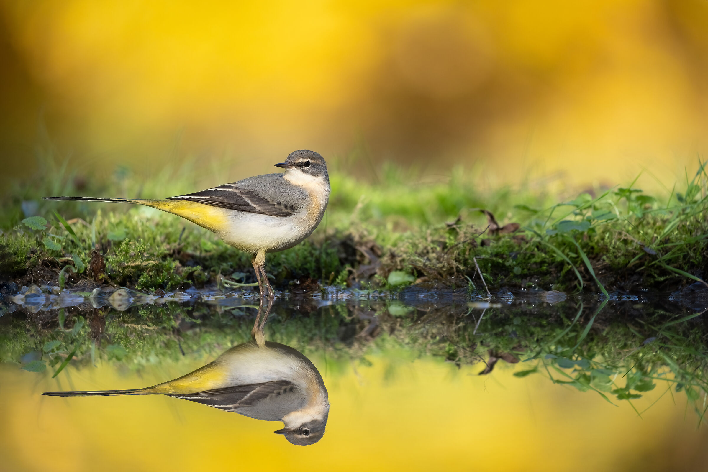 Grey wagtail