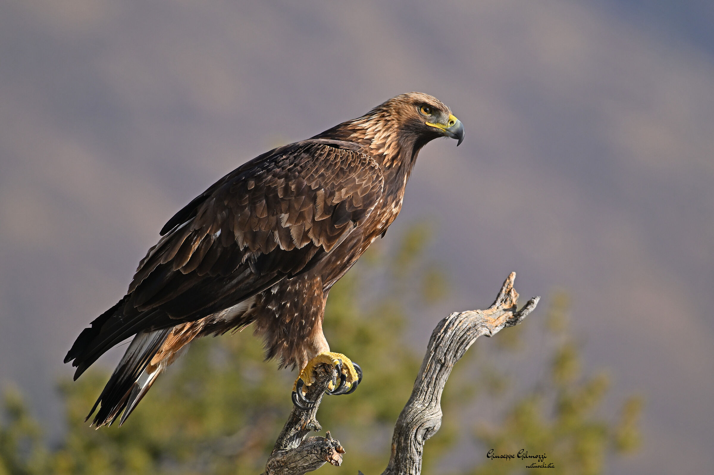 Aquila reale.