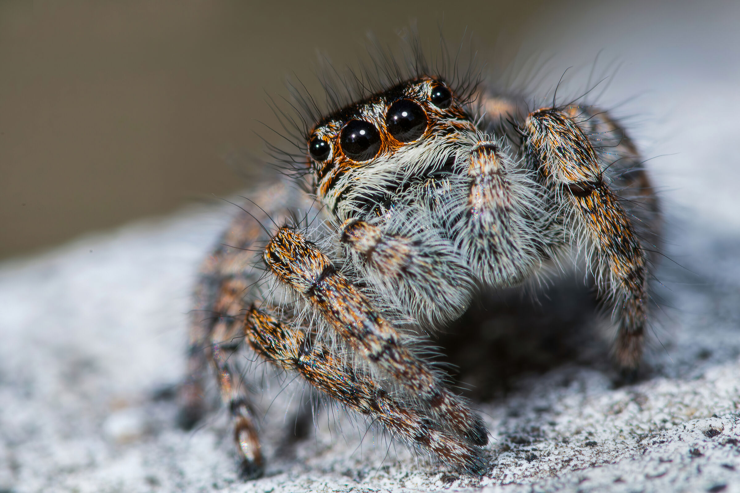 Two suns for the same spider