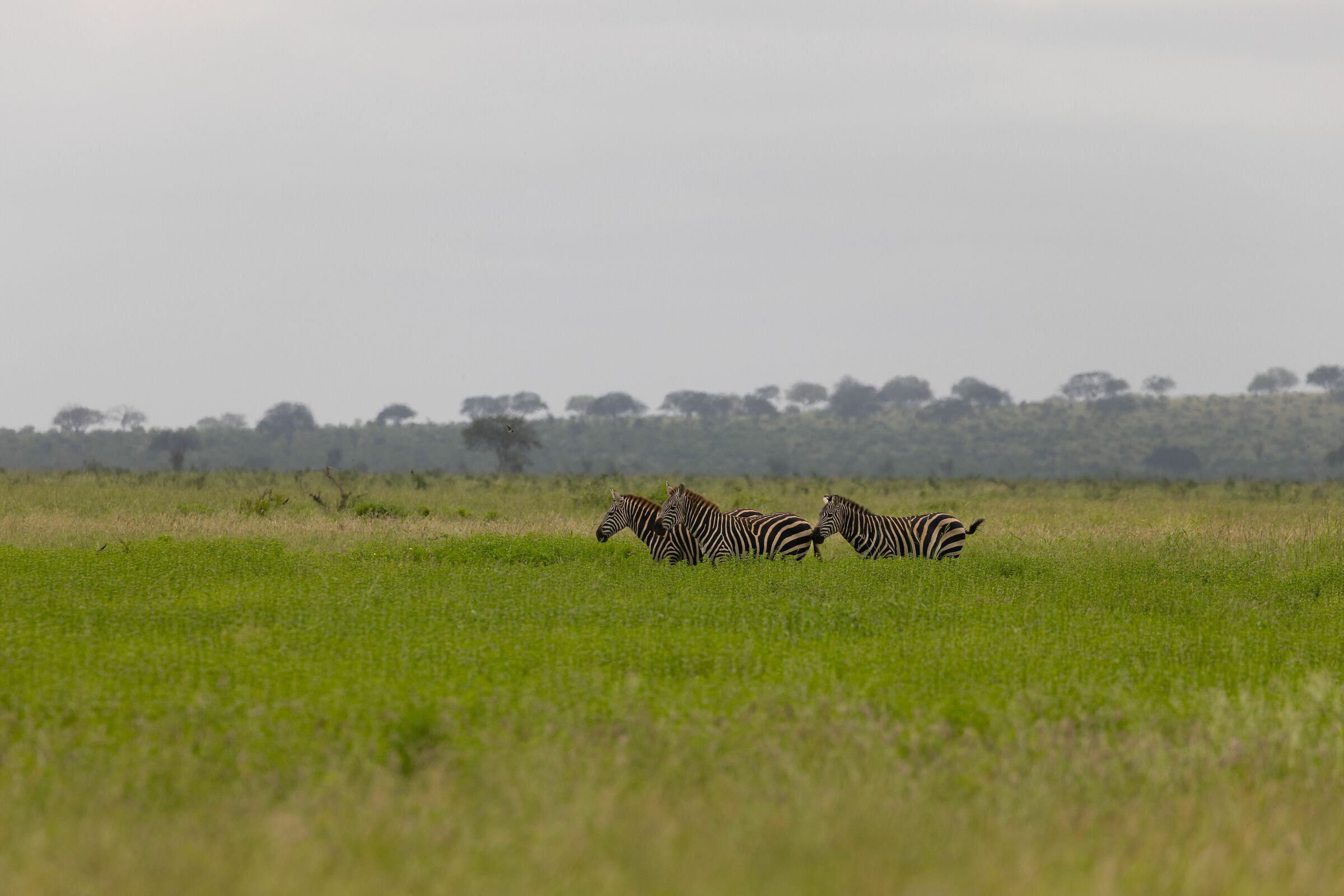 The flavor of the savannah