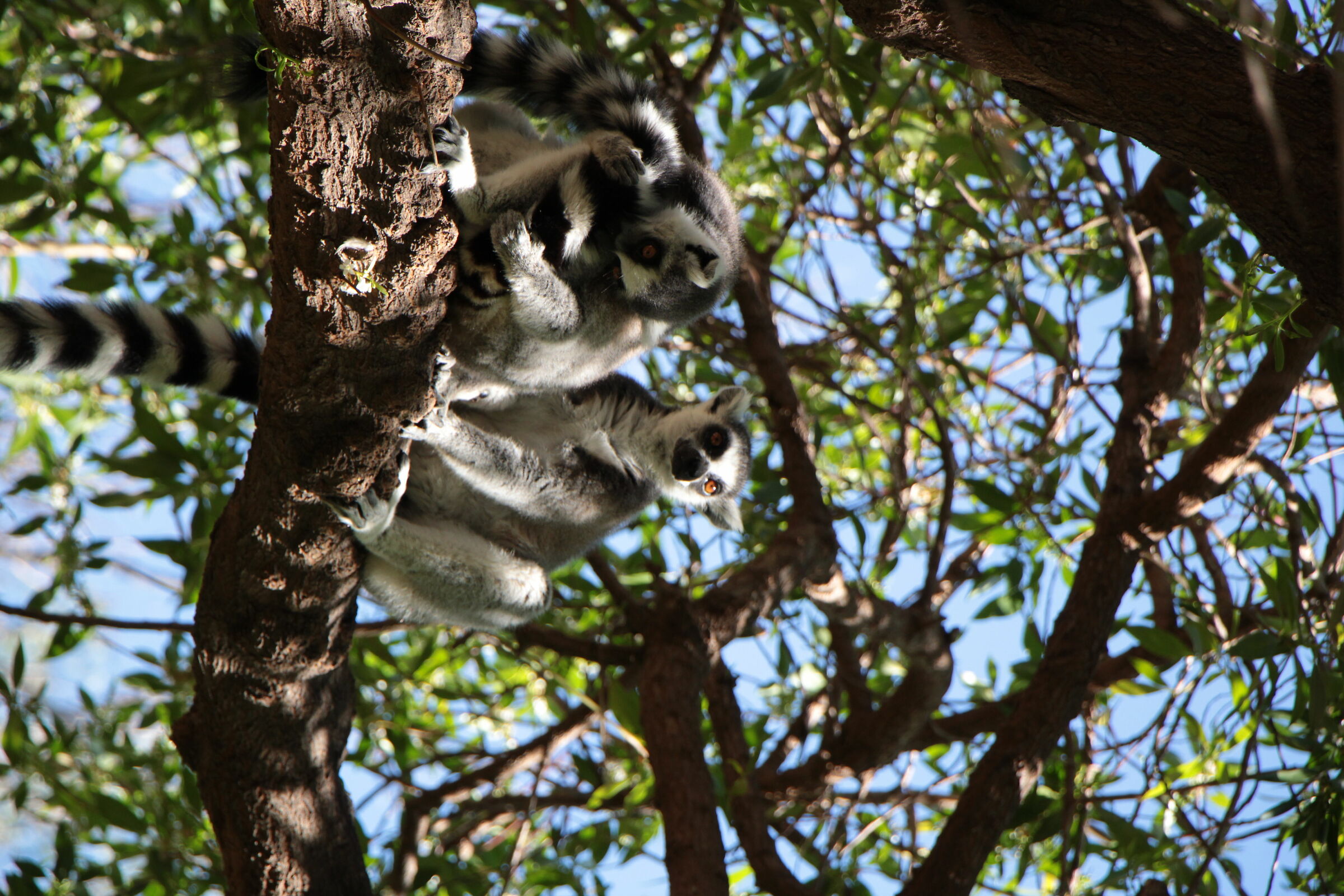 Lemurs at Valencia Zoo