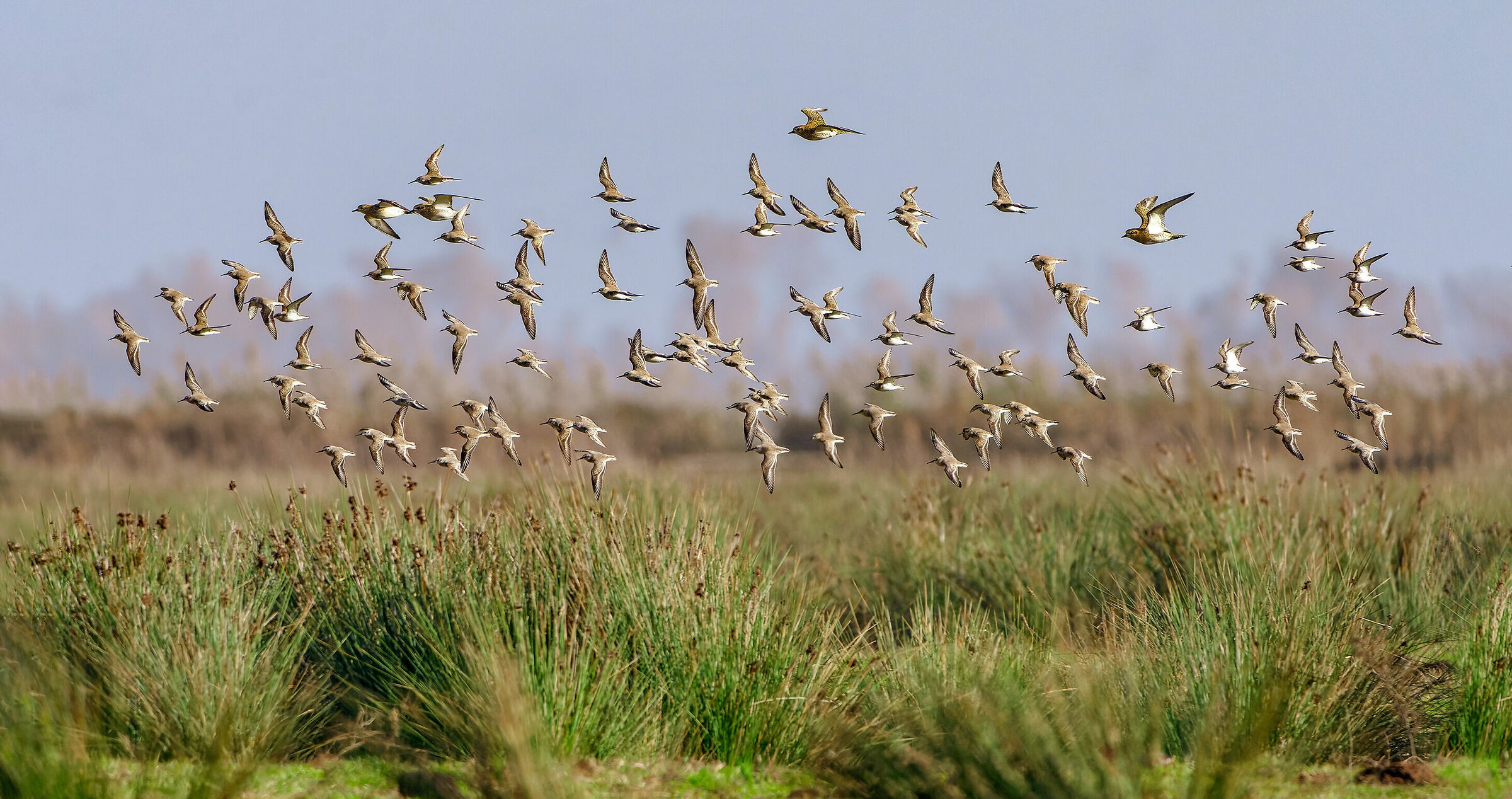 Piovanelli pancianera