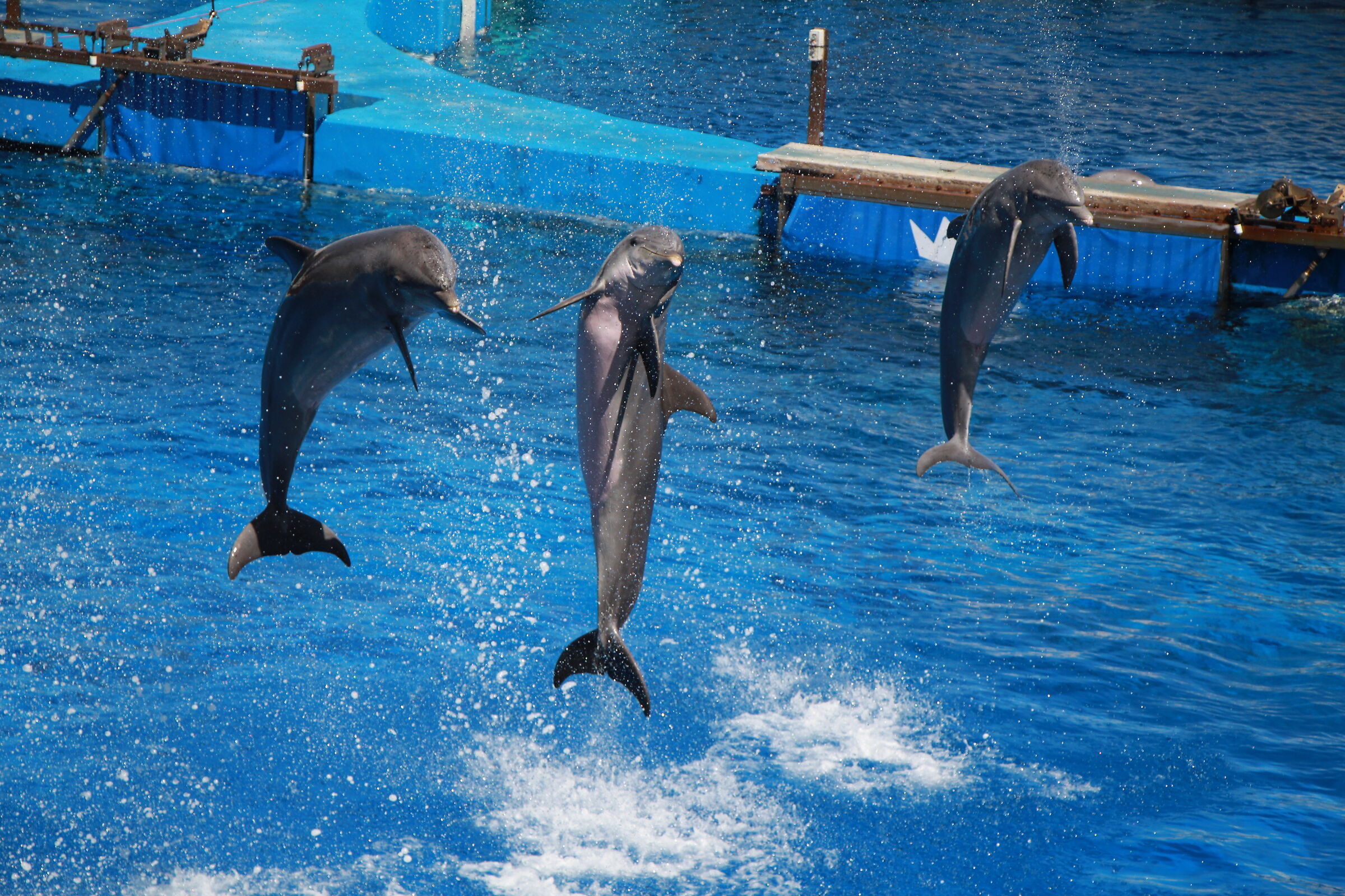 The Dance of the Dolphins