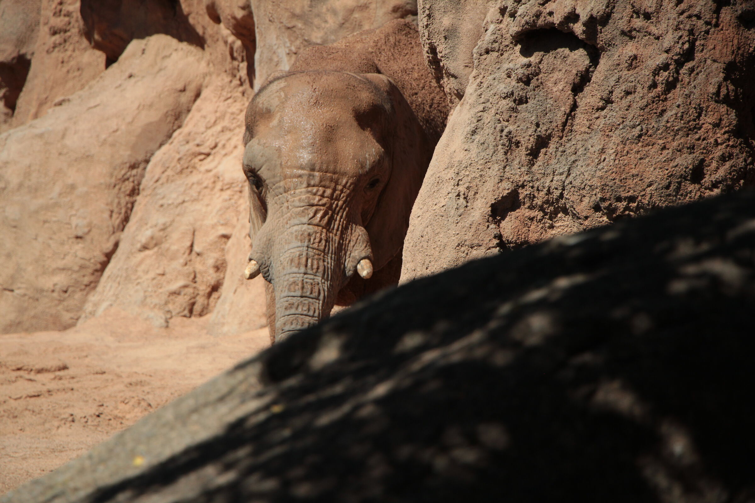 Elephant at the Bioparc de Valencia