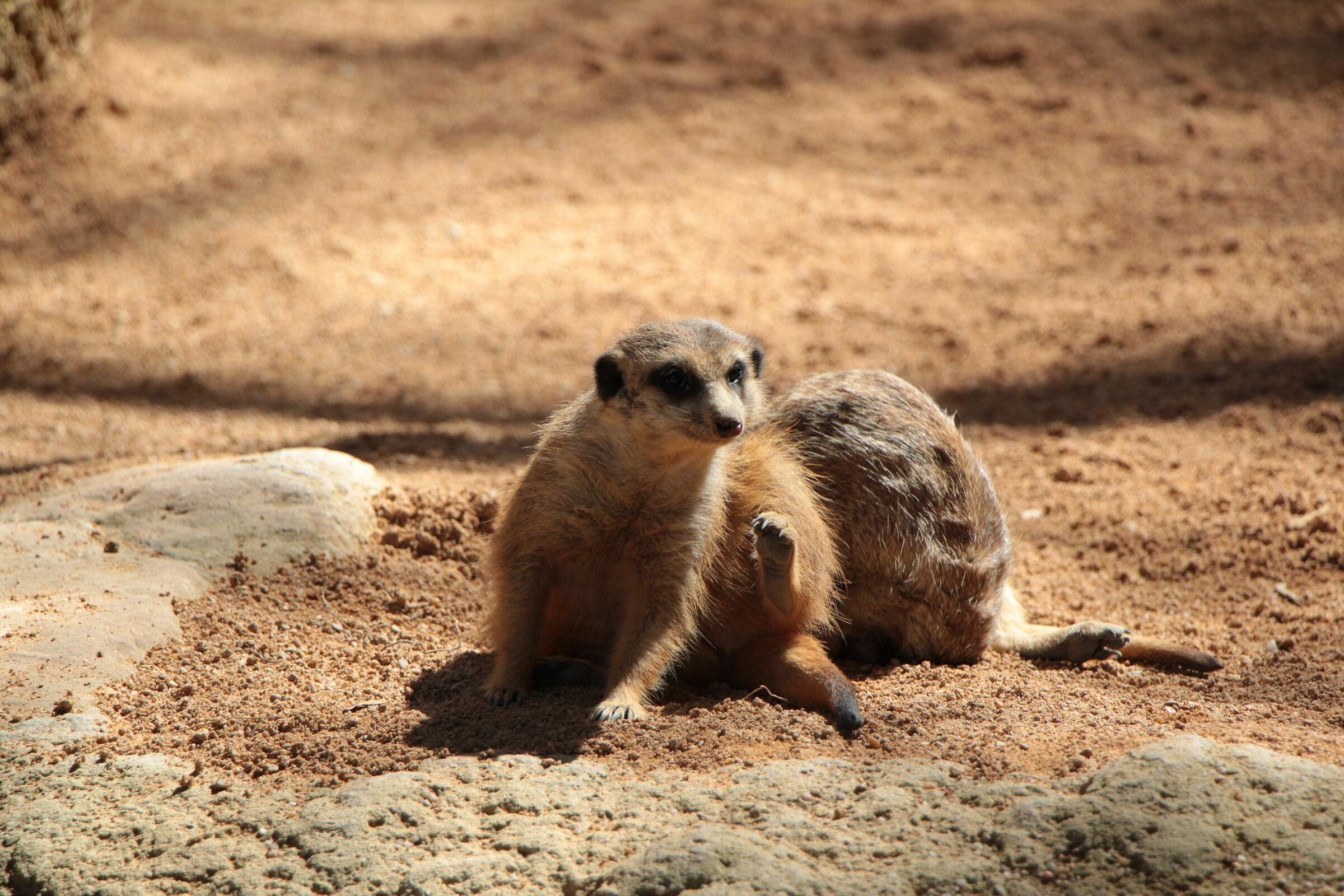 Timon has an itchy ear