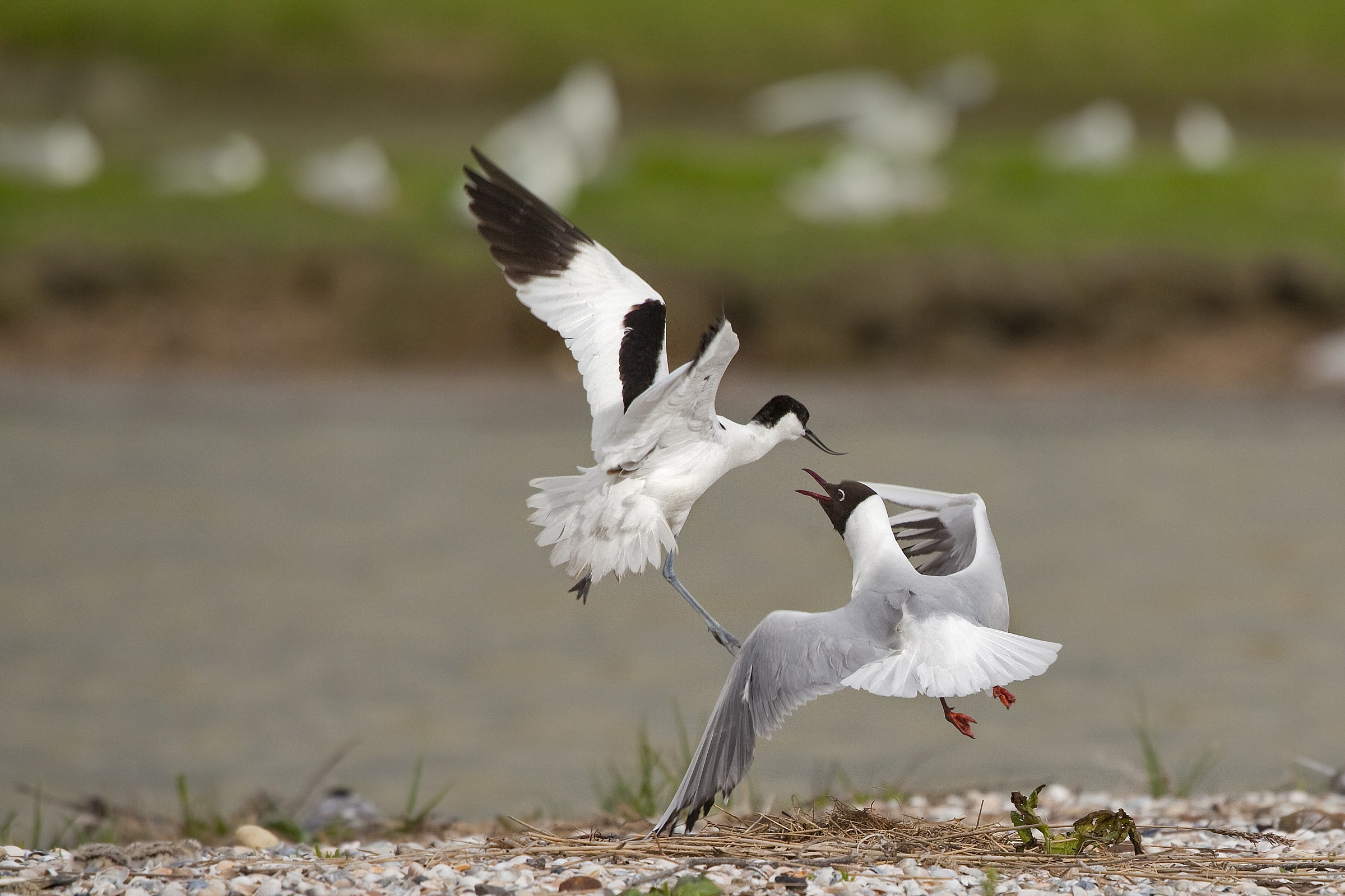 Liti condominiali (1)