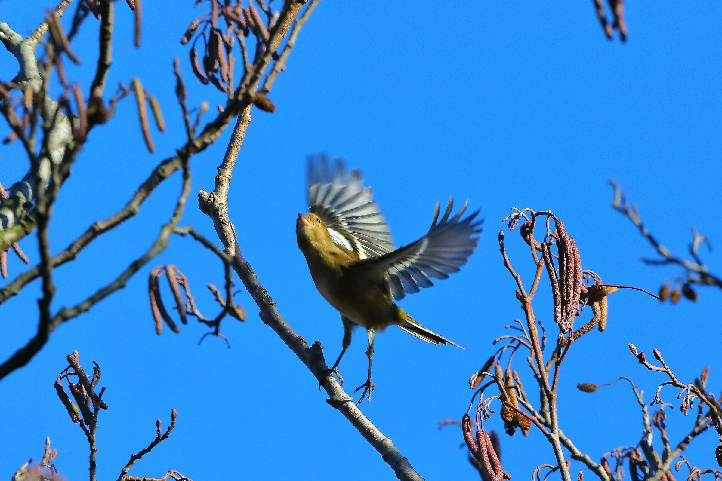 Chaffinch 10-12-2023