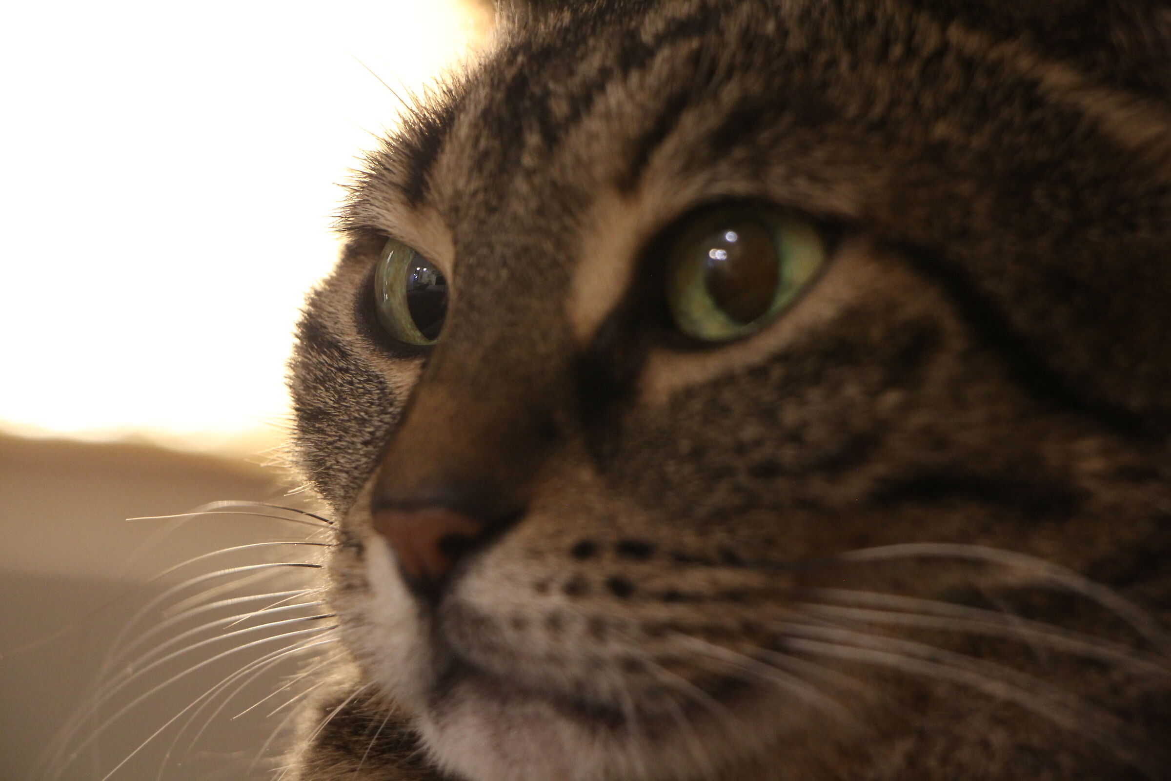 Zet scared of the air