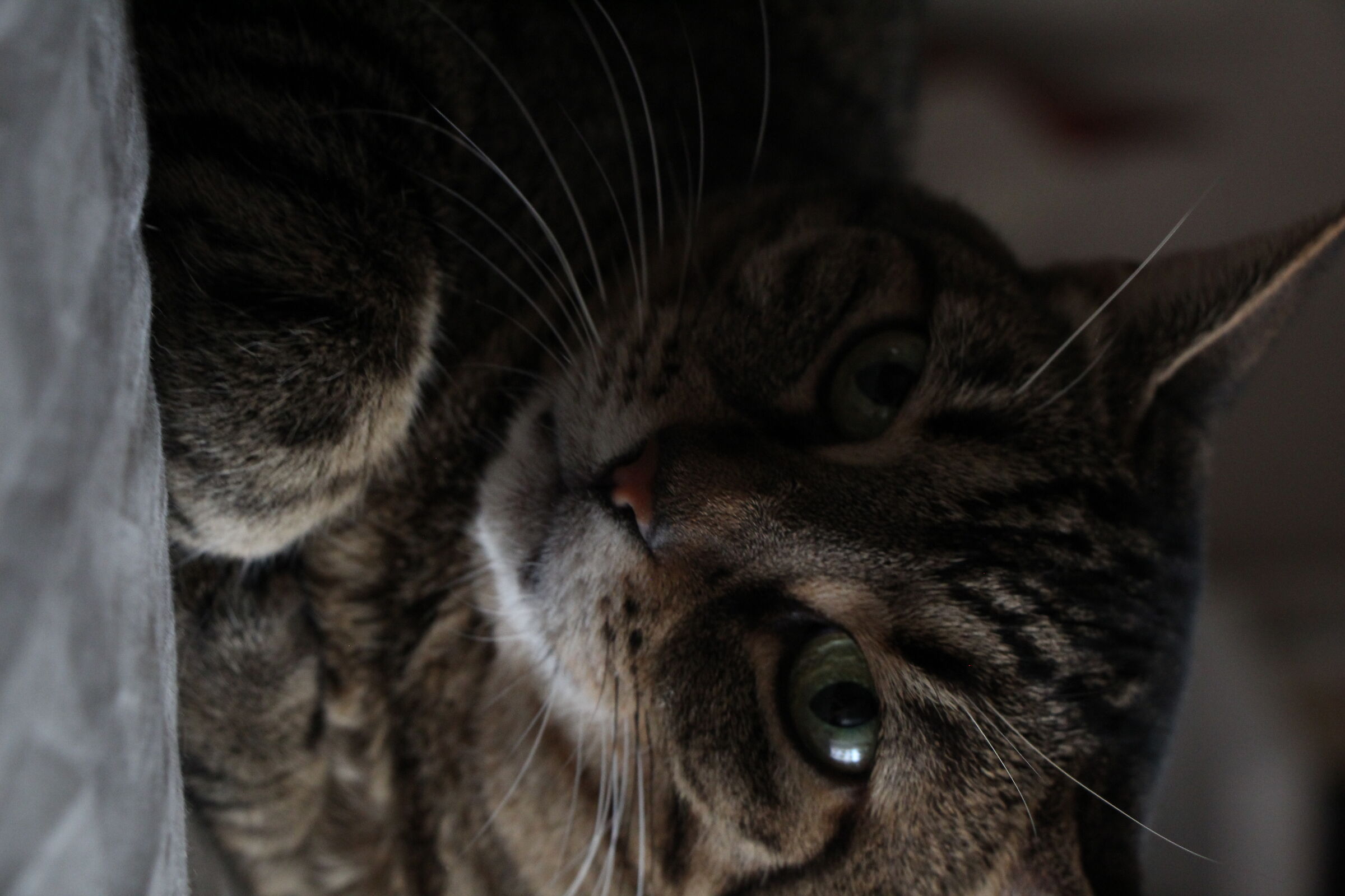 Zet on my mama's bed