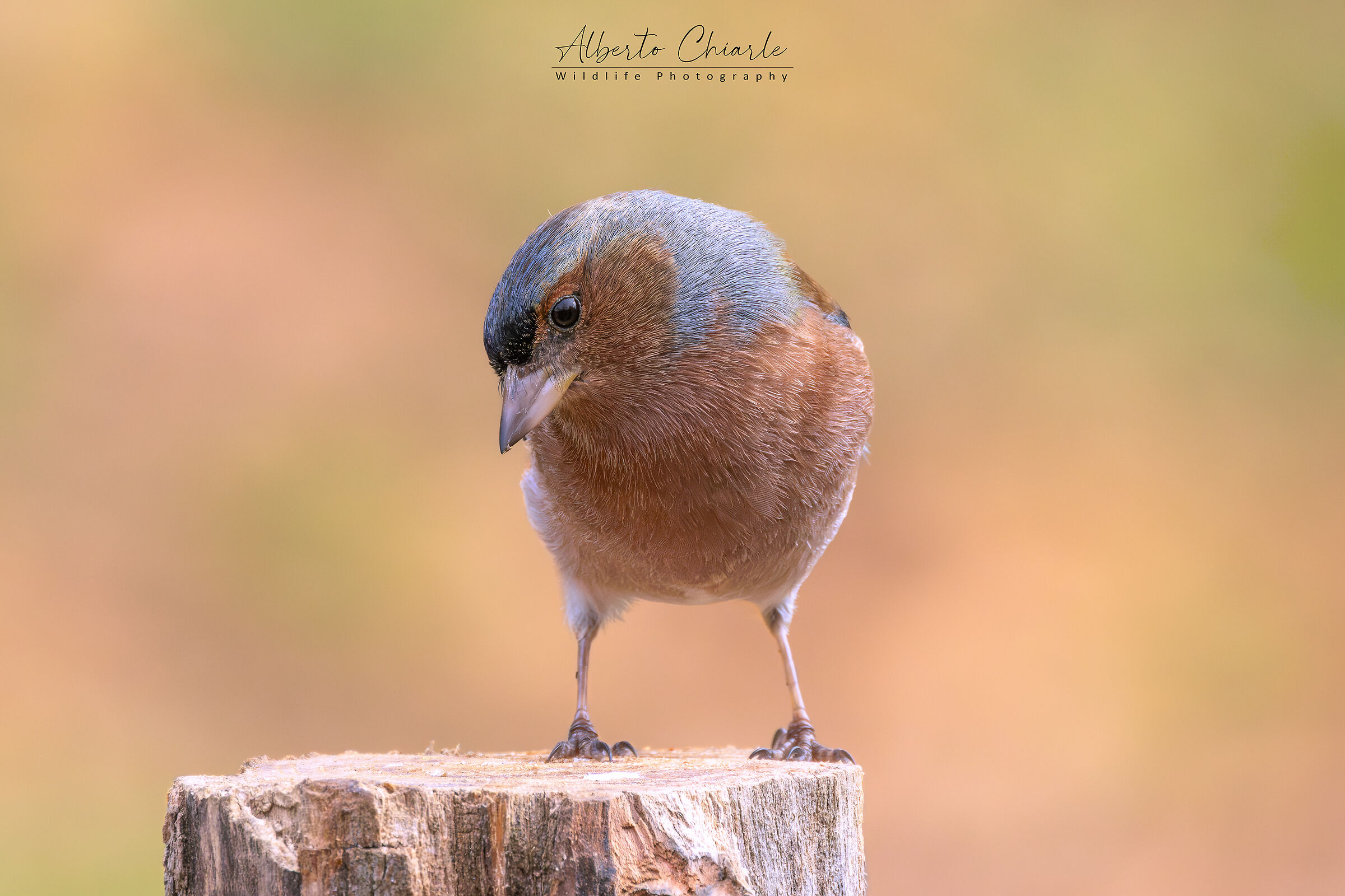 Fringuello (Fringilla coelebs)