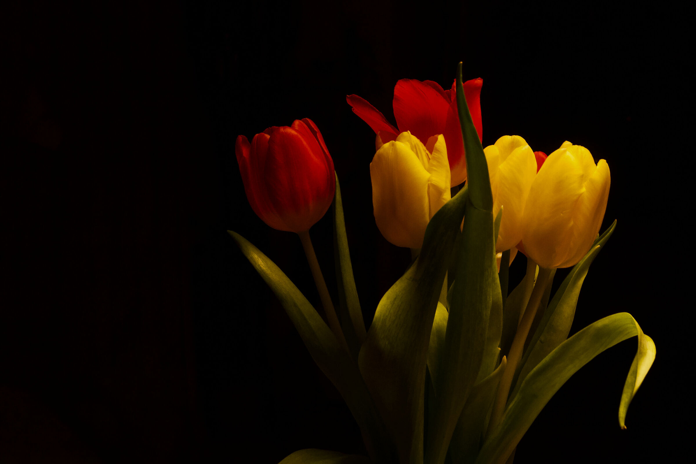 Tulipani