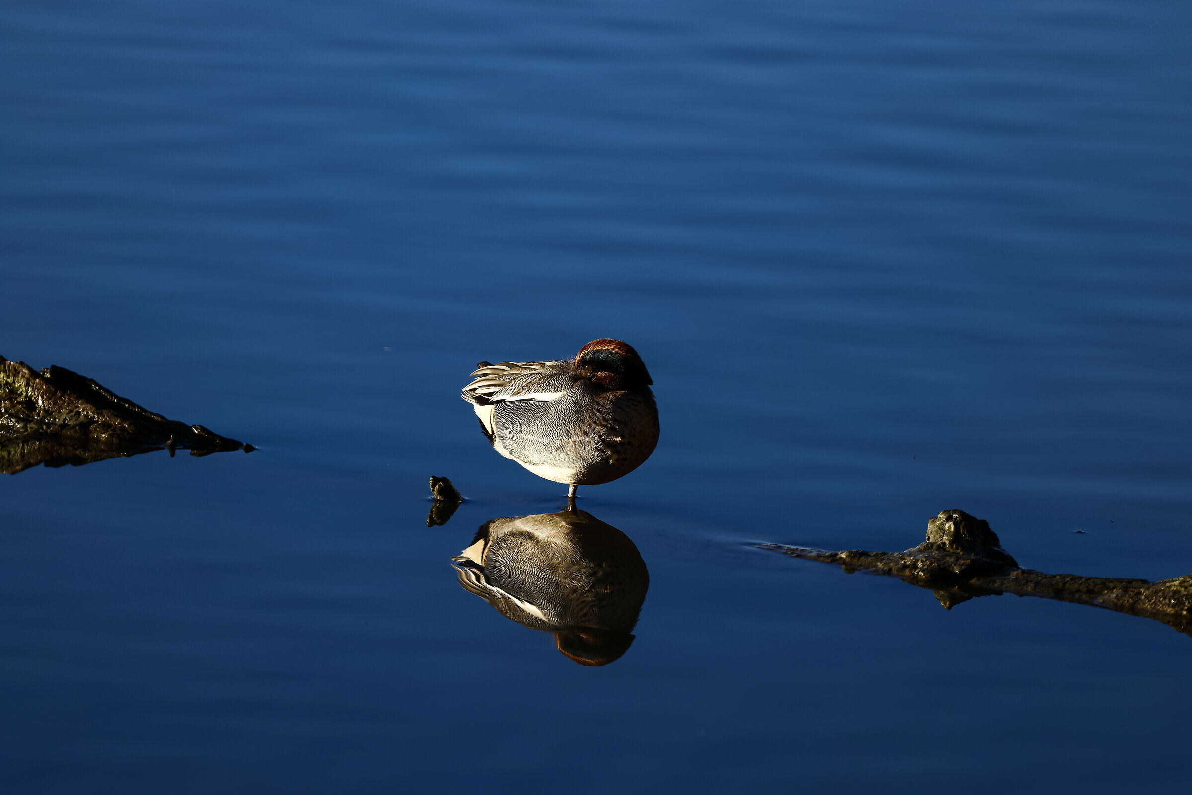 Il riposo dell'alzavola