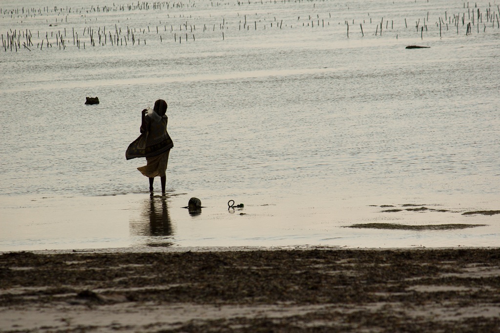 Collections of algae in Jambiani