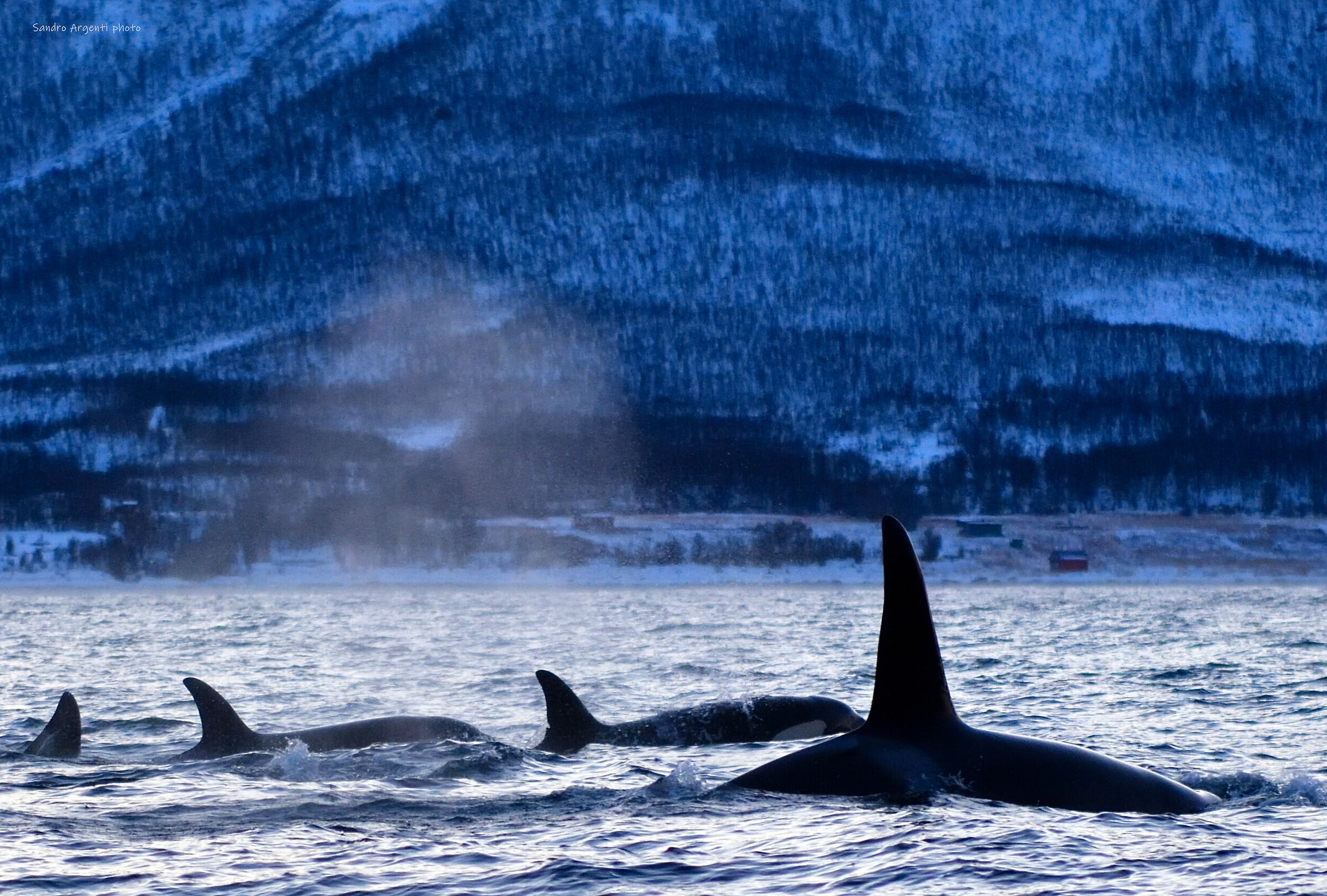 Un grosso maschio di Orca (Orcinus orca)