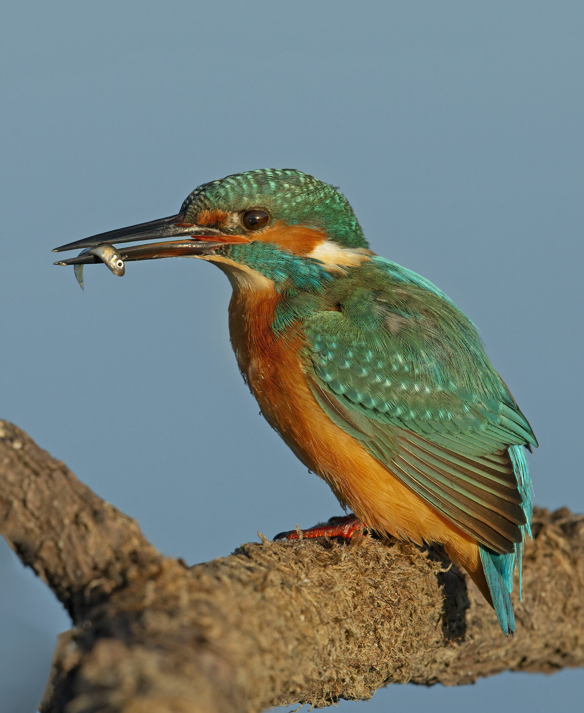 kingfisher