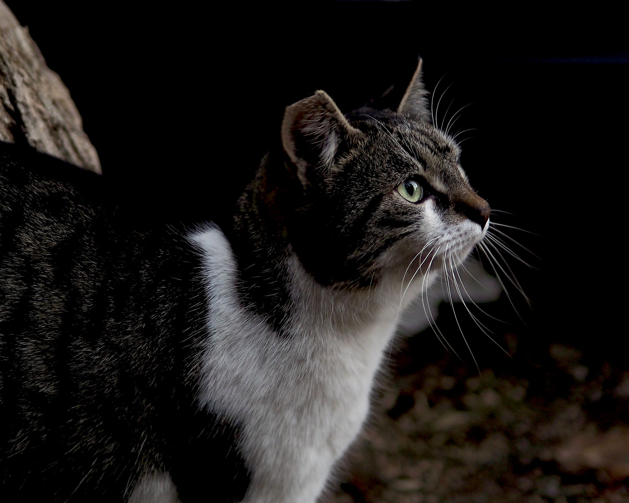 gattaccione di strada