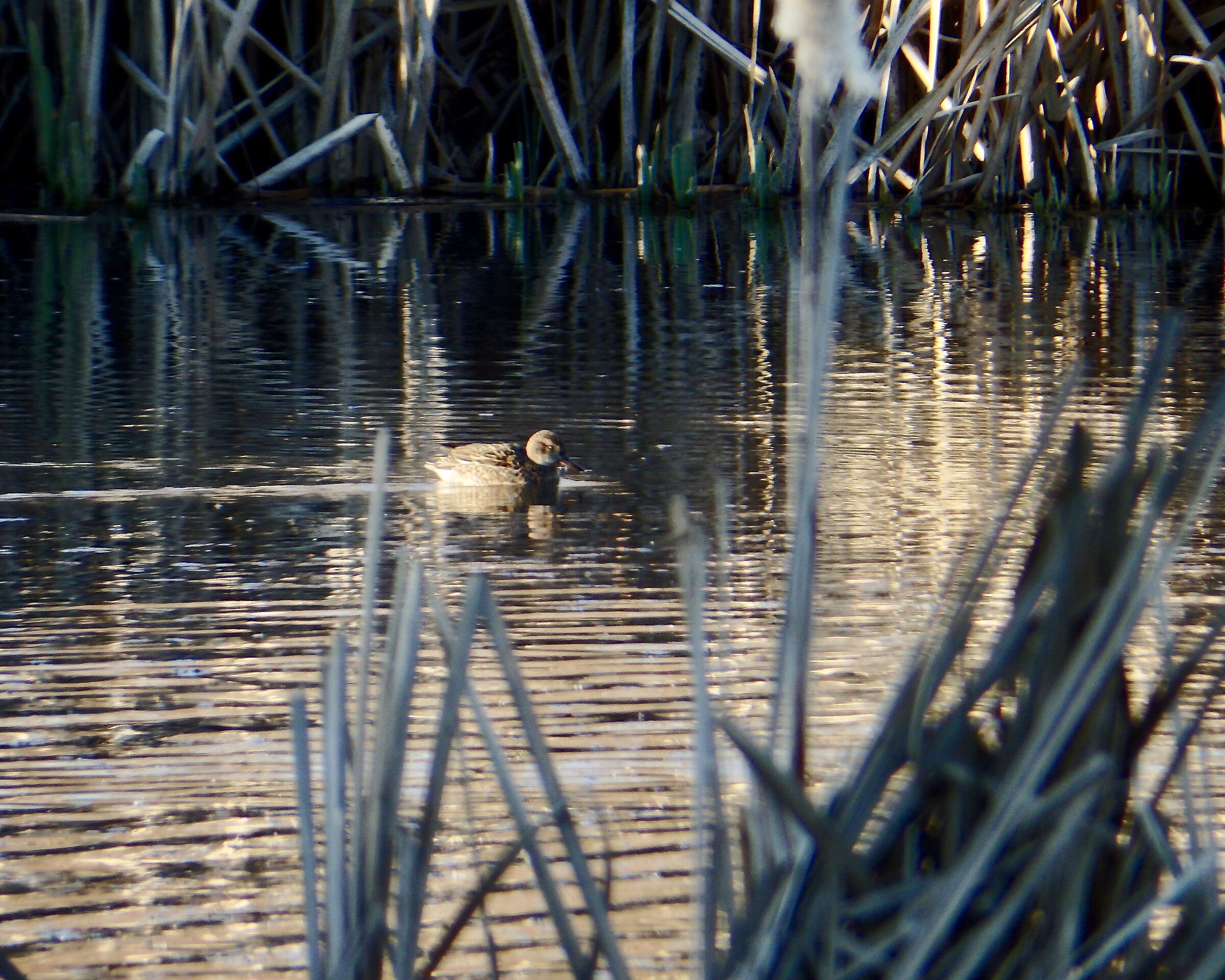 Anatra tra le fronde