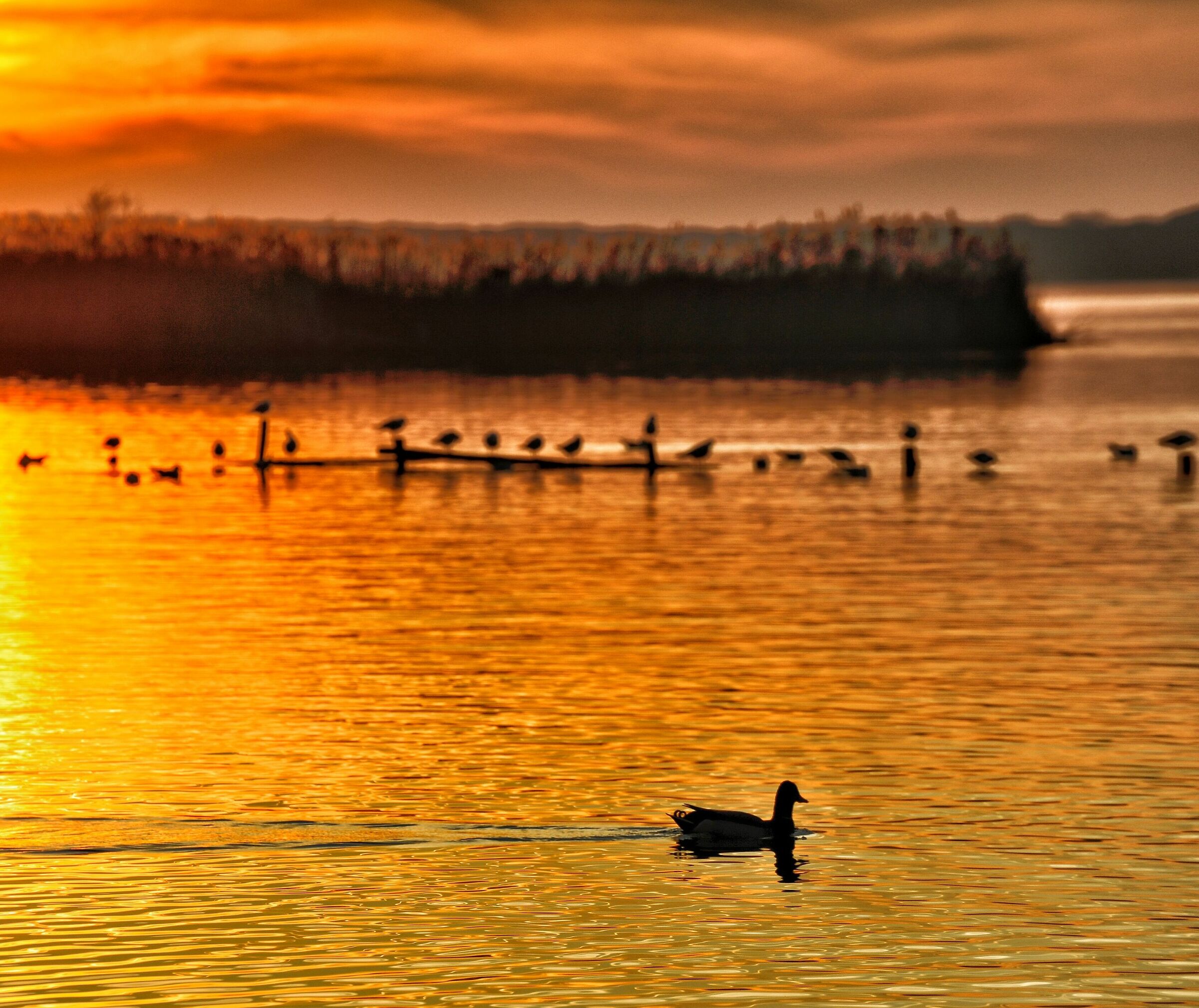 Tramonto sul lago Massaciuccoli