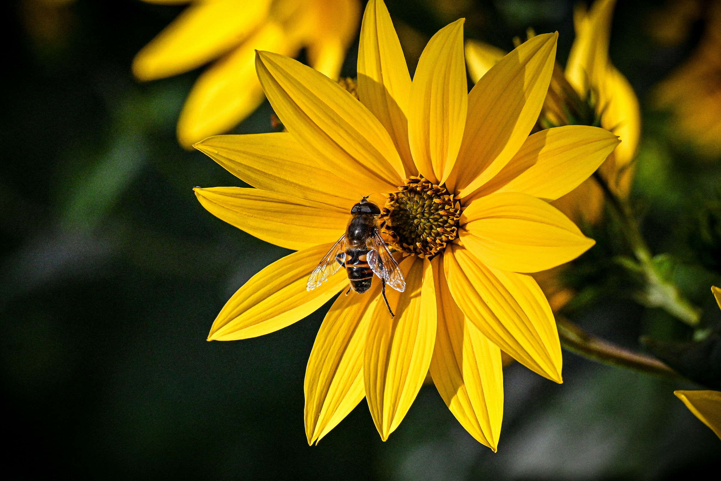 Eristalis tenax