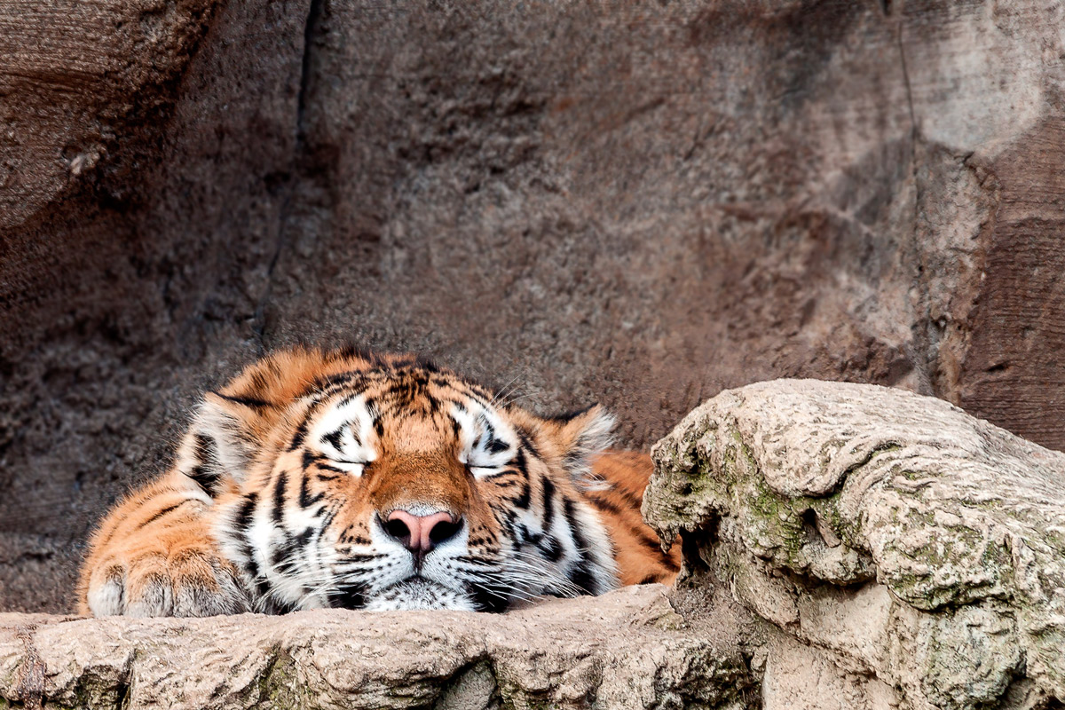 Sleeping Tiger