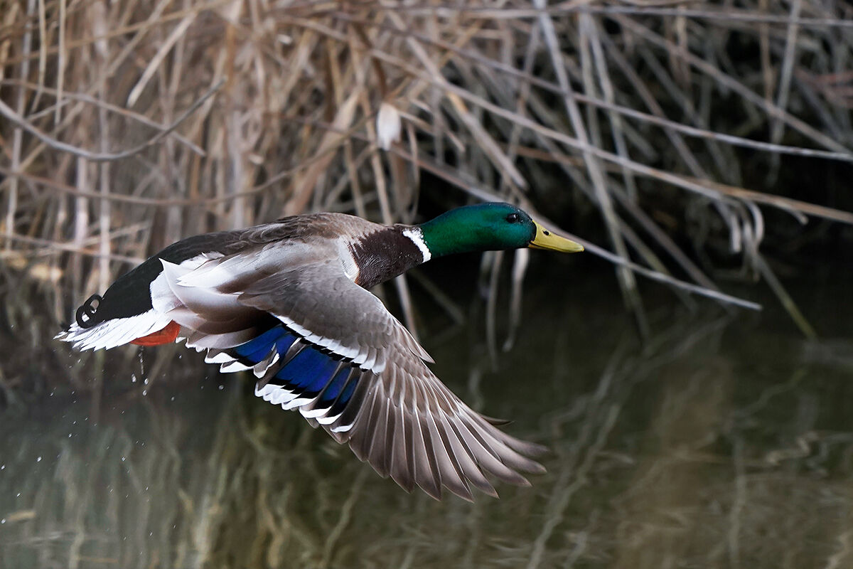 Mallard