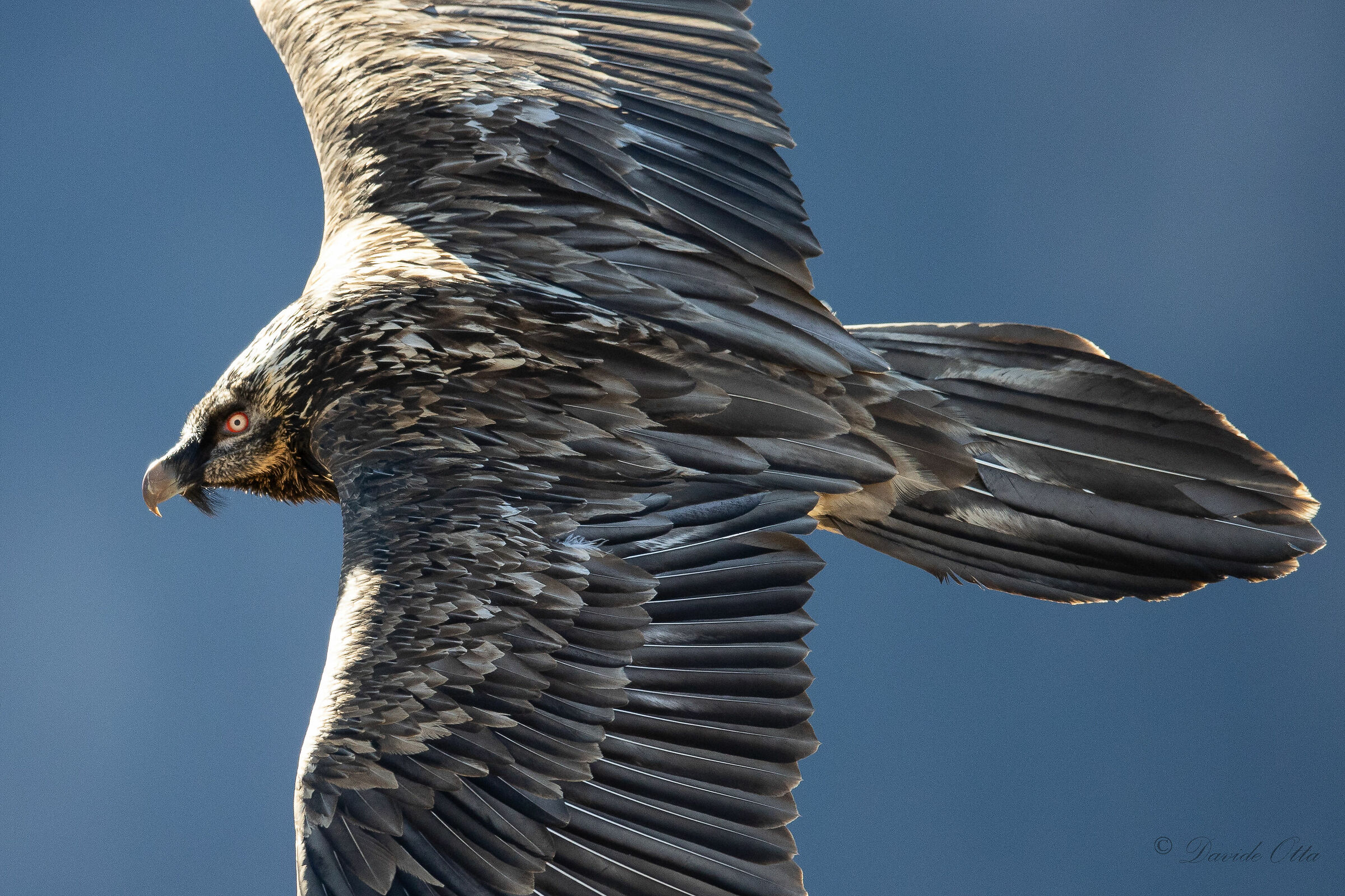 Bearded vultures 4year