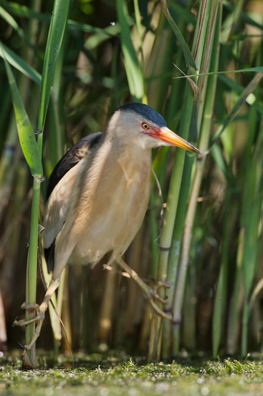 Bittern