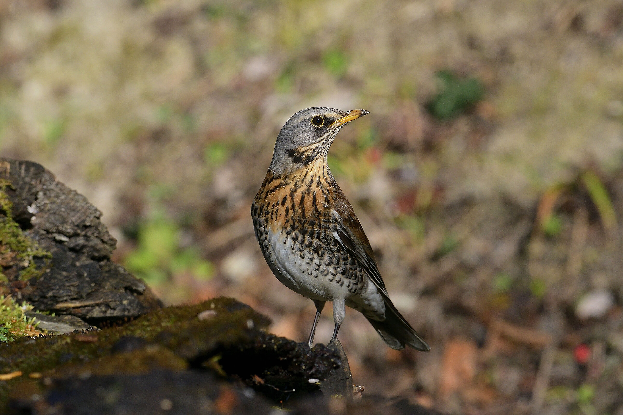 Fieldfare..