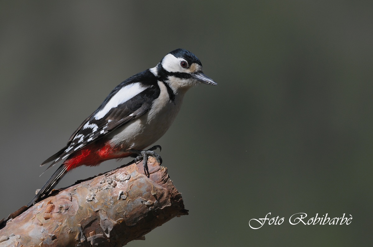 Picchio rosso maggiore