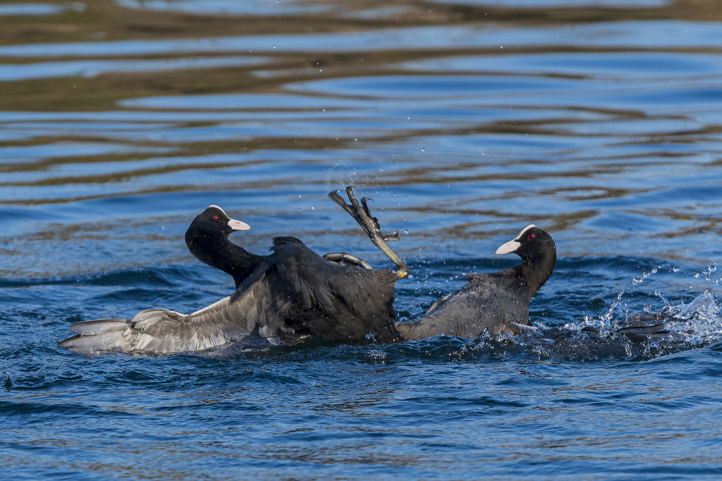 Coots Discussion 2