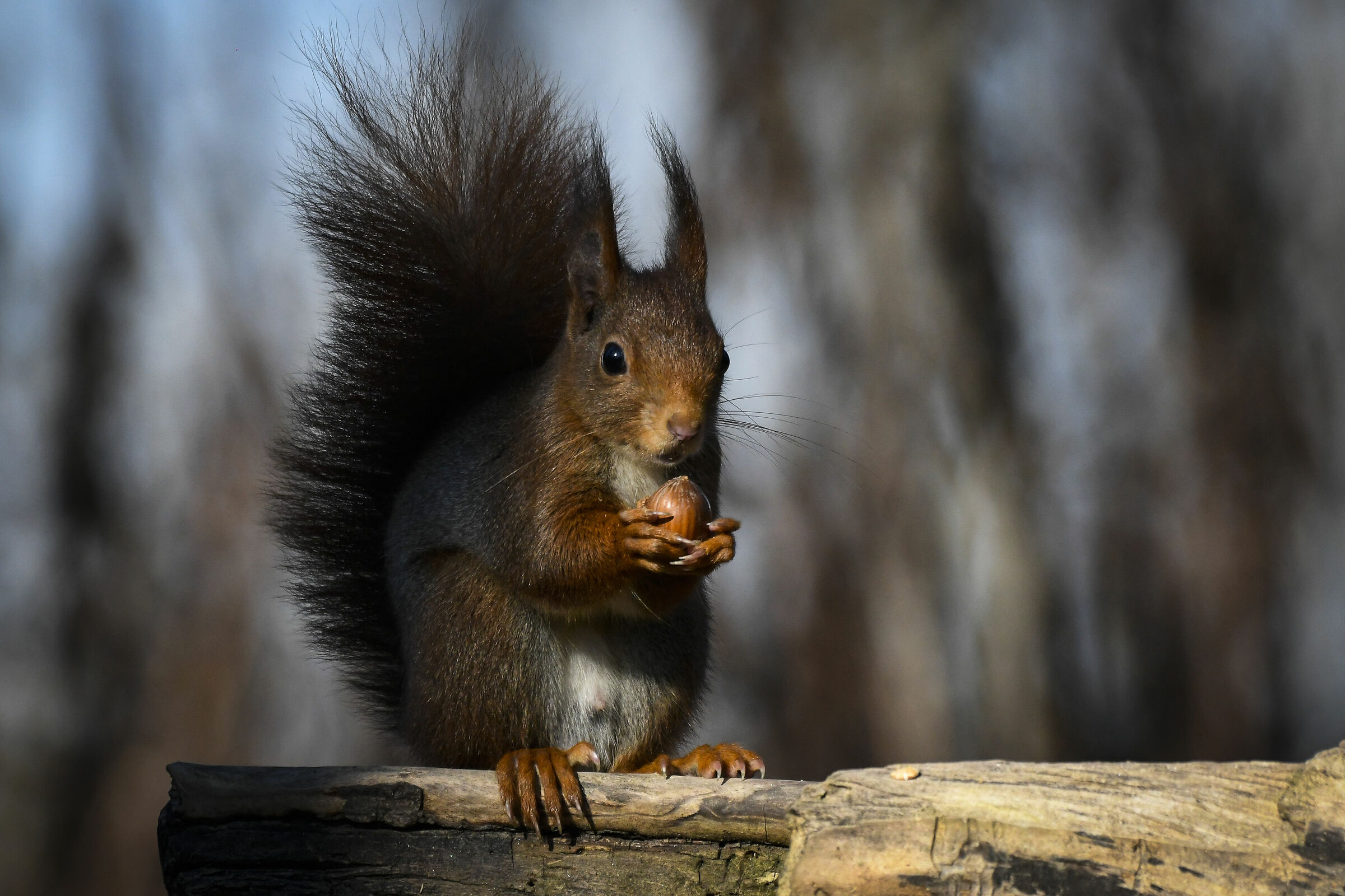 Red Squirrel