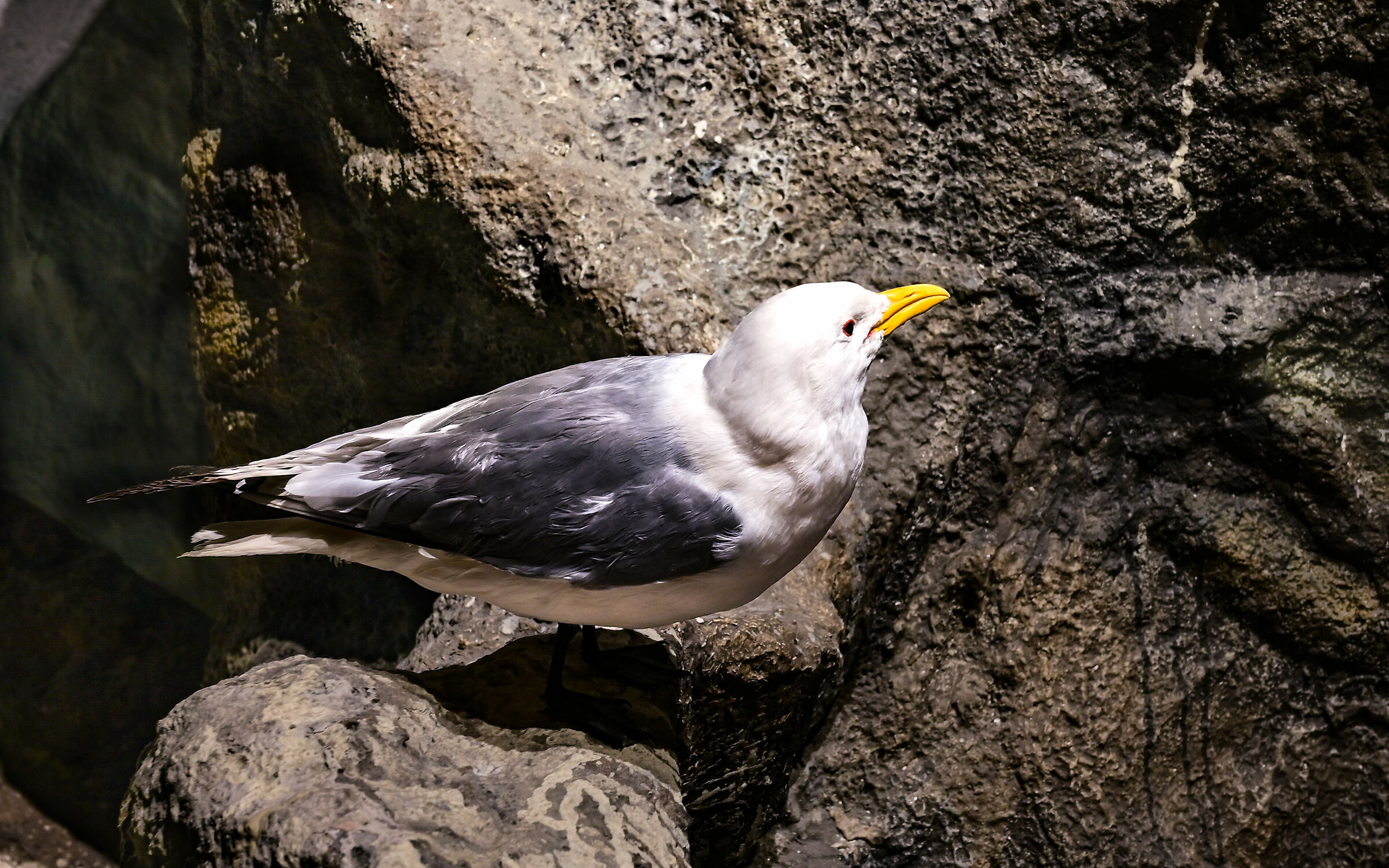Tromso seagull