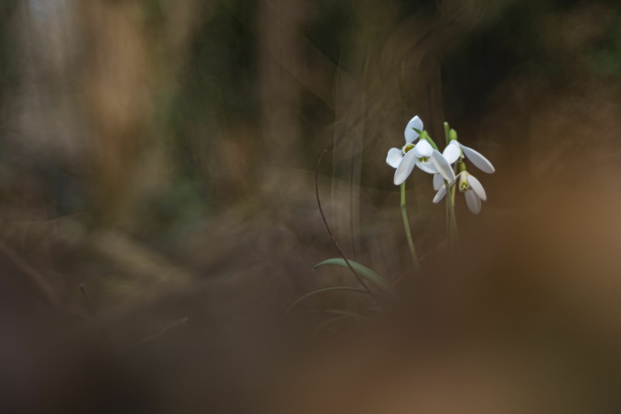 Inside the confusion