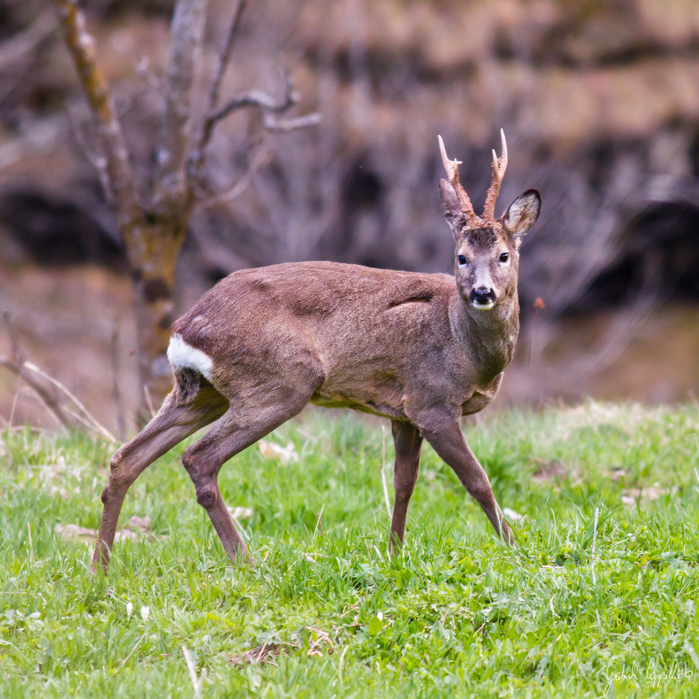 Roe Deer (Capreolus capreolus)