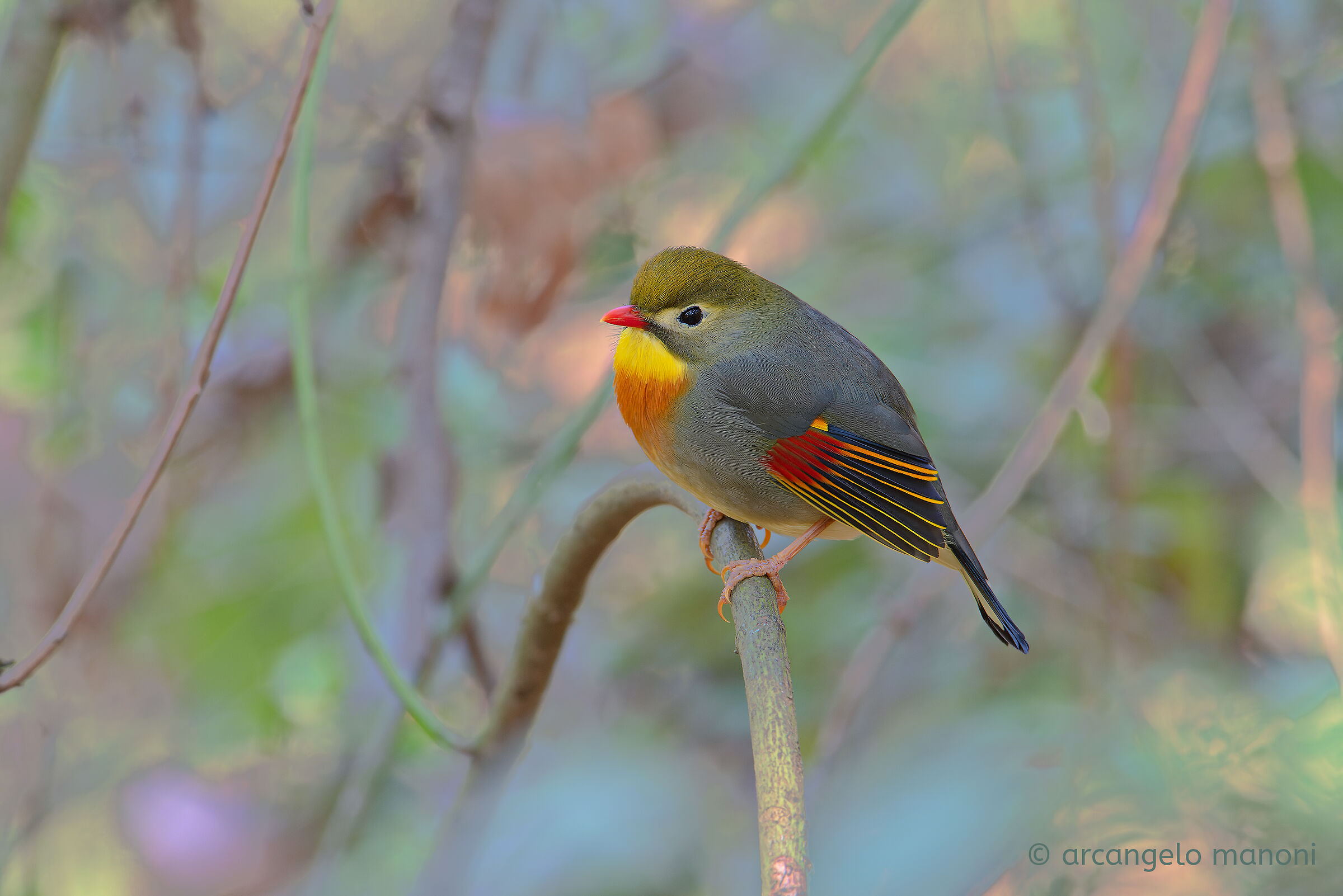 When I dreamed of the undergrowth