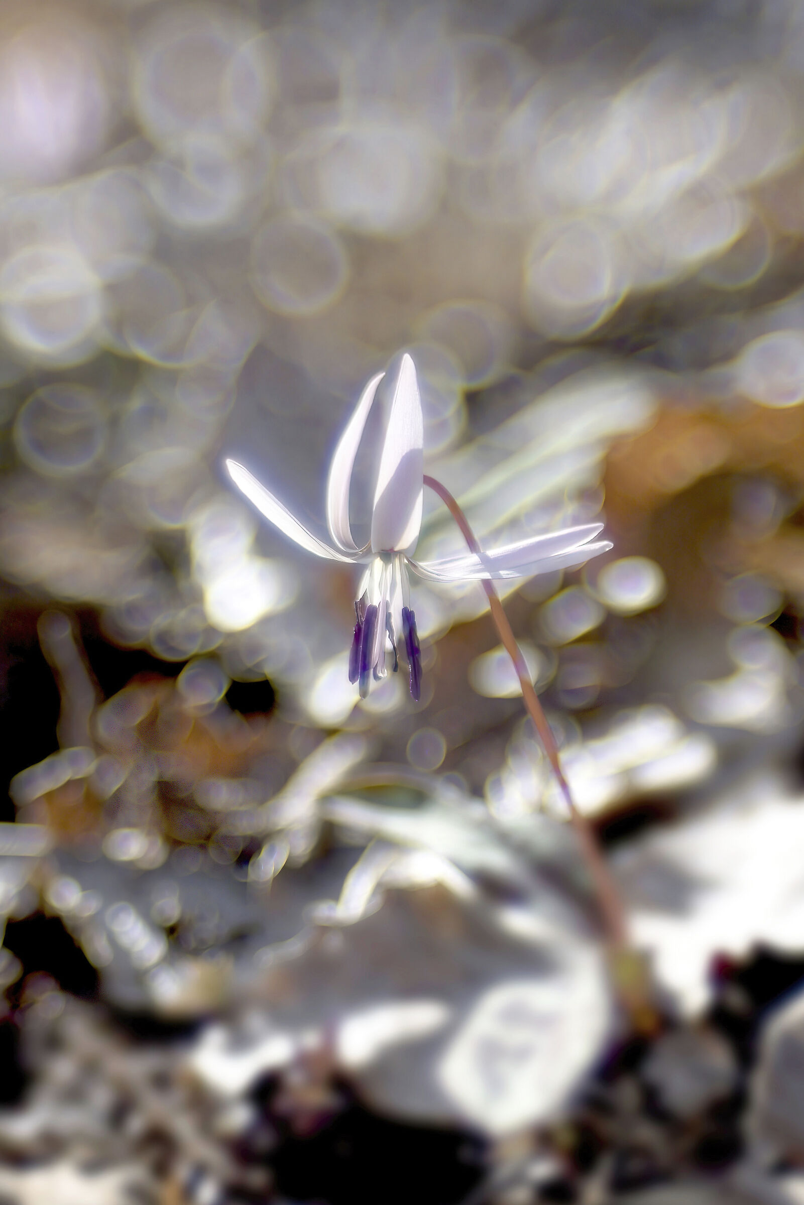 Erytronium -dog's tooth-