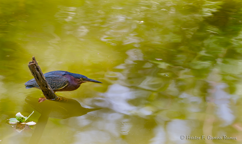 Green Heron