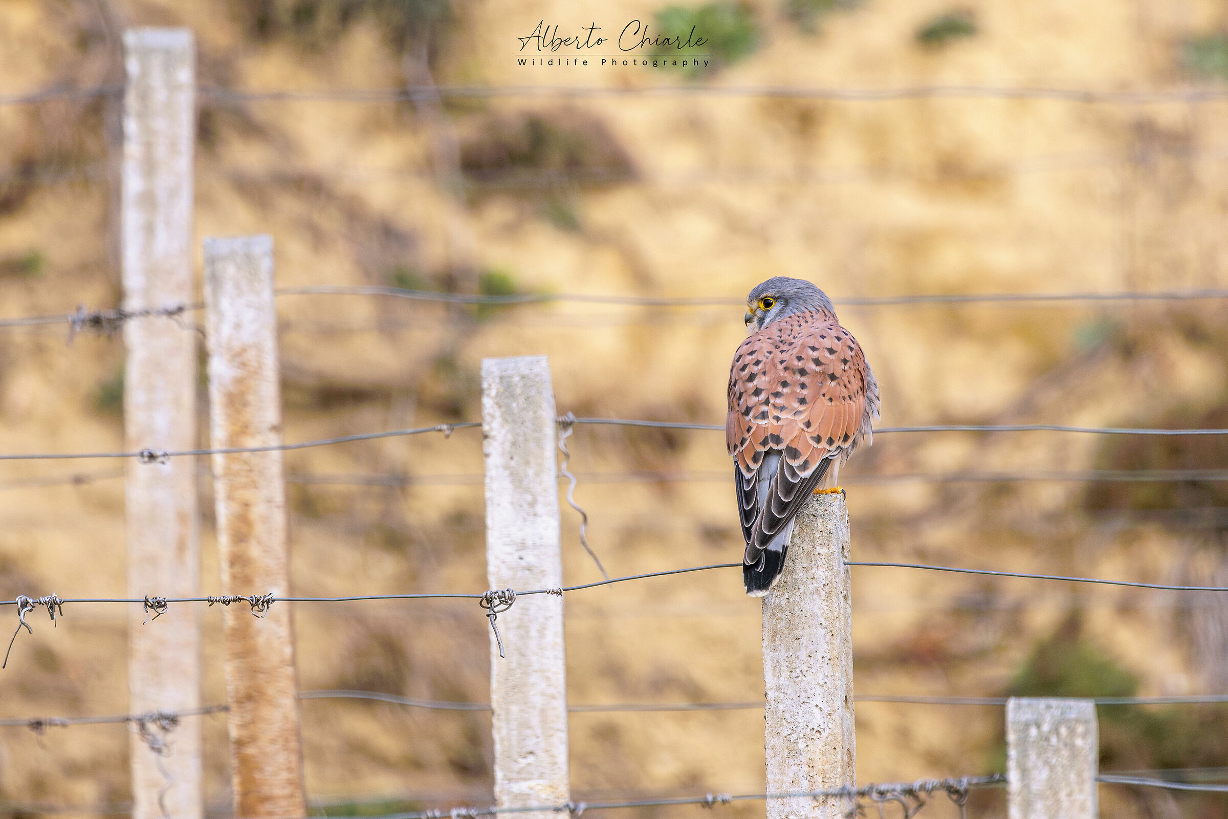 Kestrel (Falco tinnunculus)
