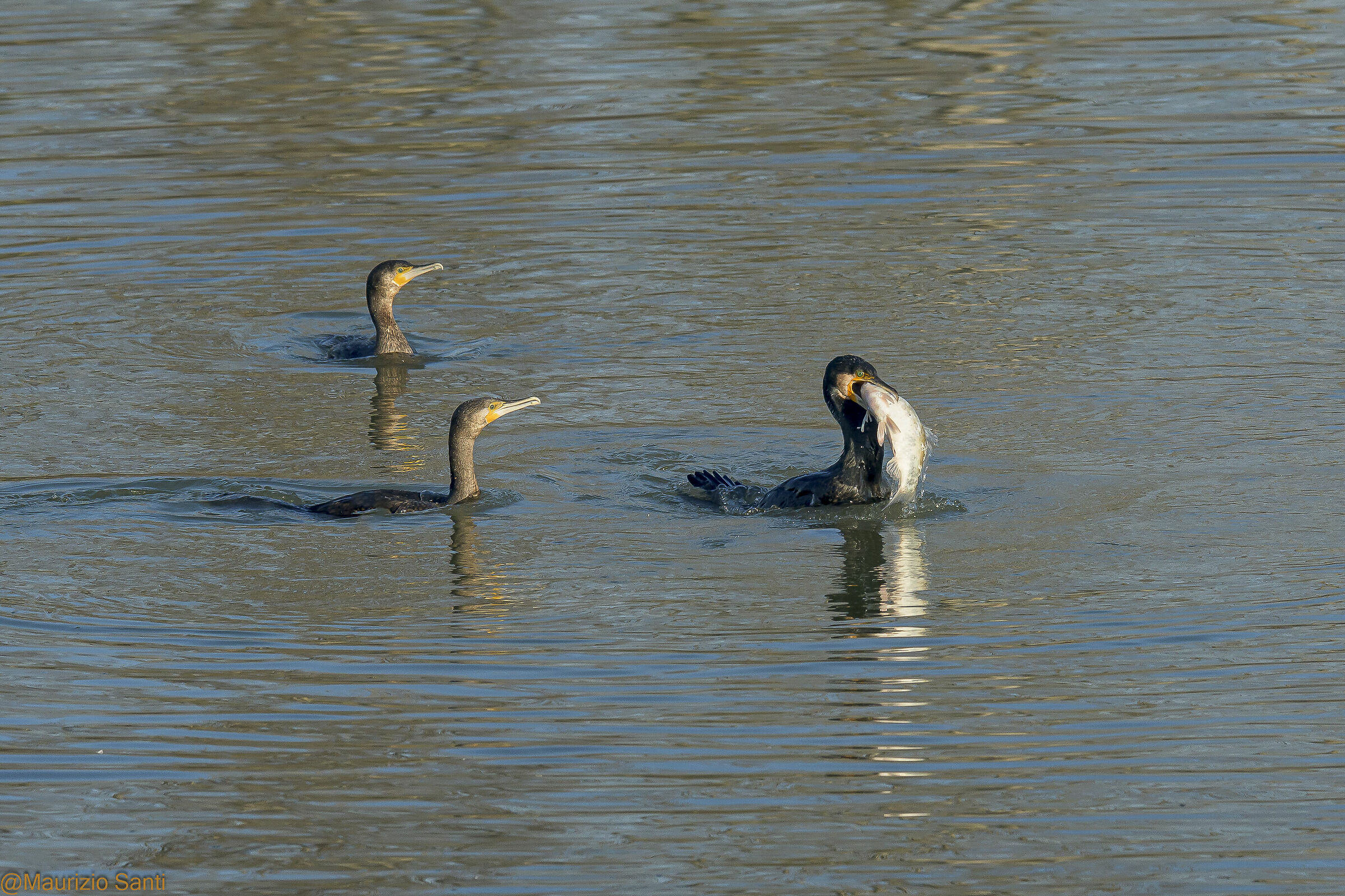 Lasciatemi mangiaaaare