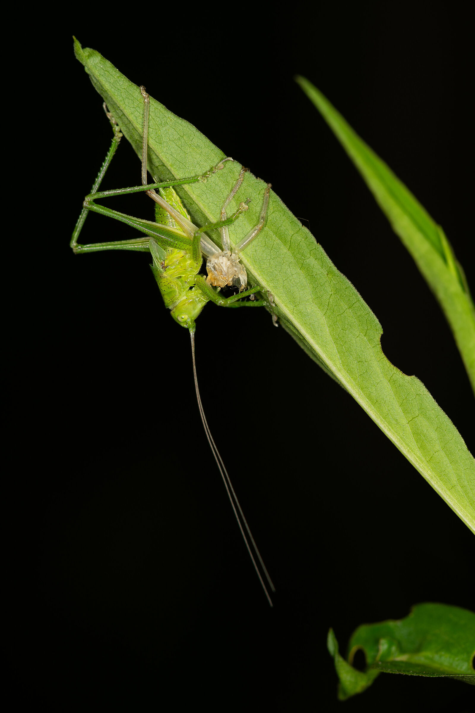 La muta della Tettigonia viridissima, 6