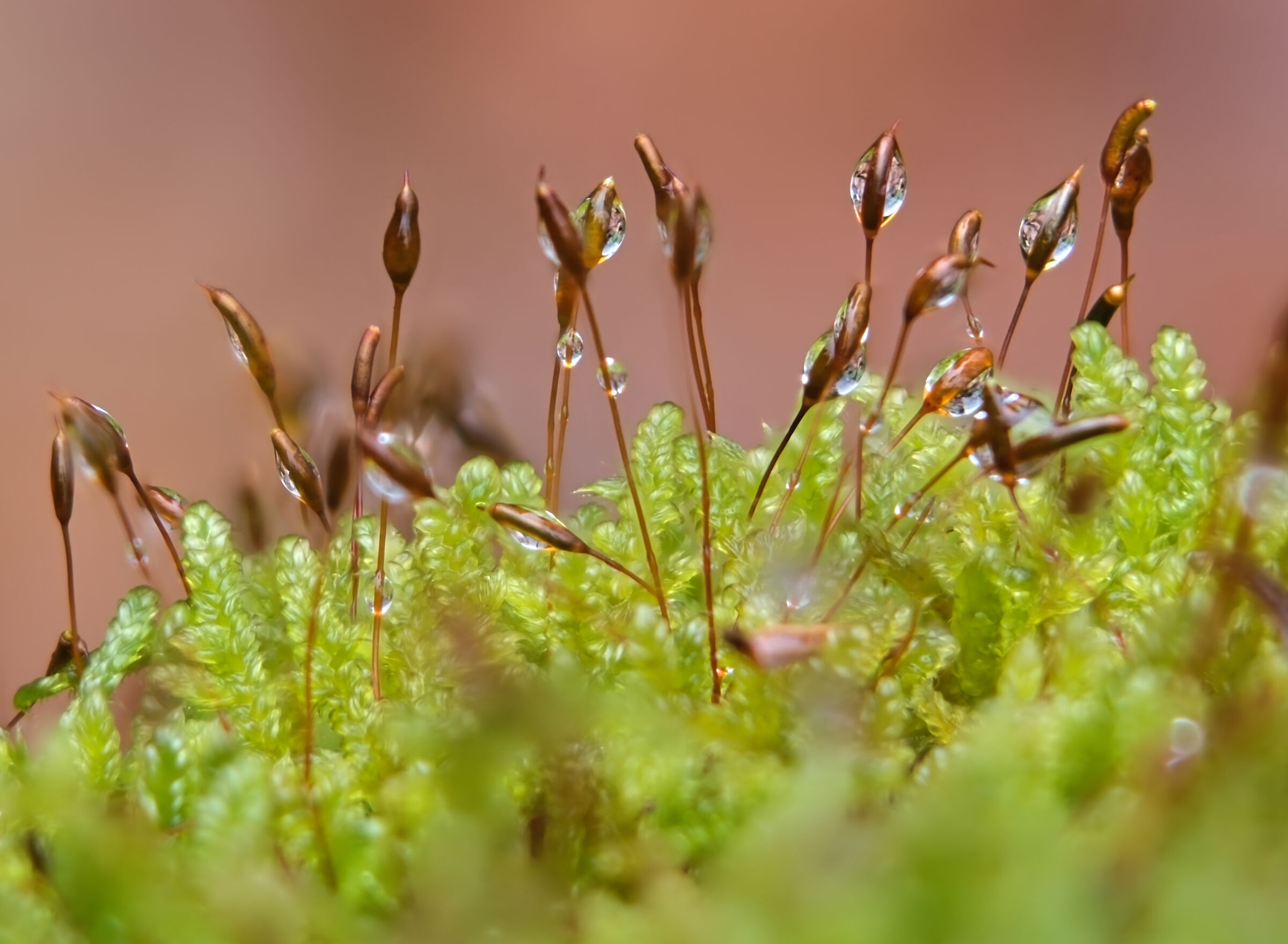 Nello muschio/Focus Stacked 30 Foto/anello 11mm.