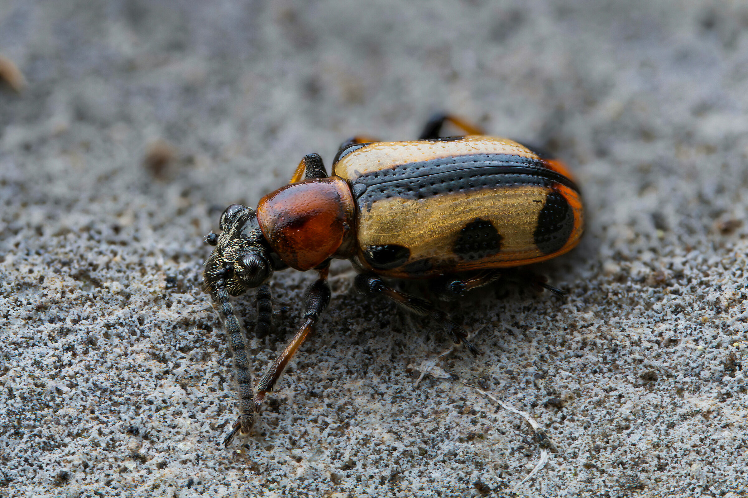 Cryocis paracenthesis