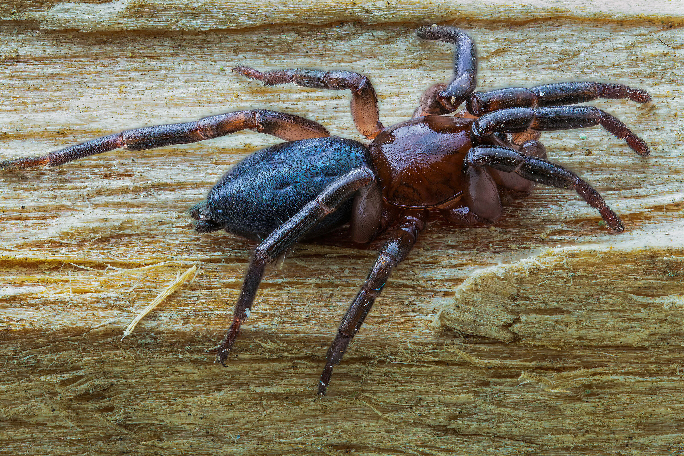 Trachyzelotes sp. z o.o.