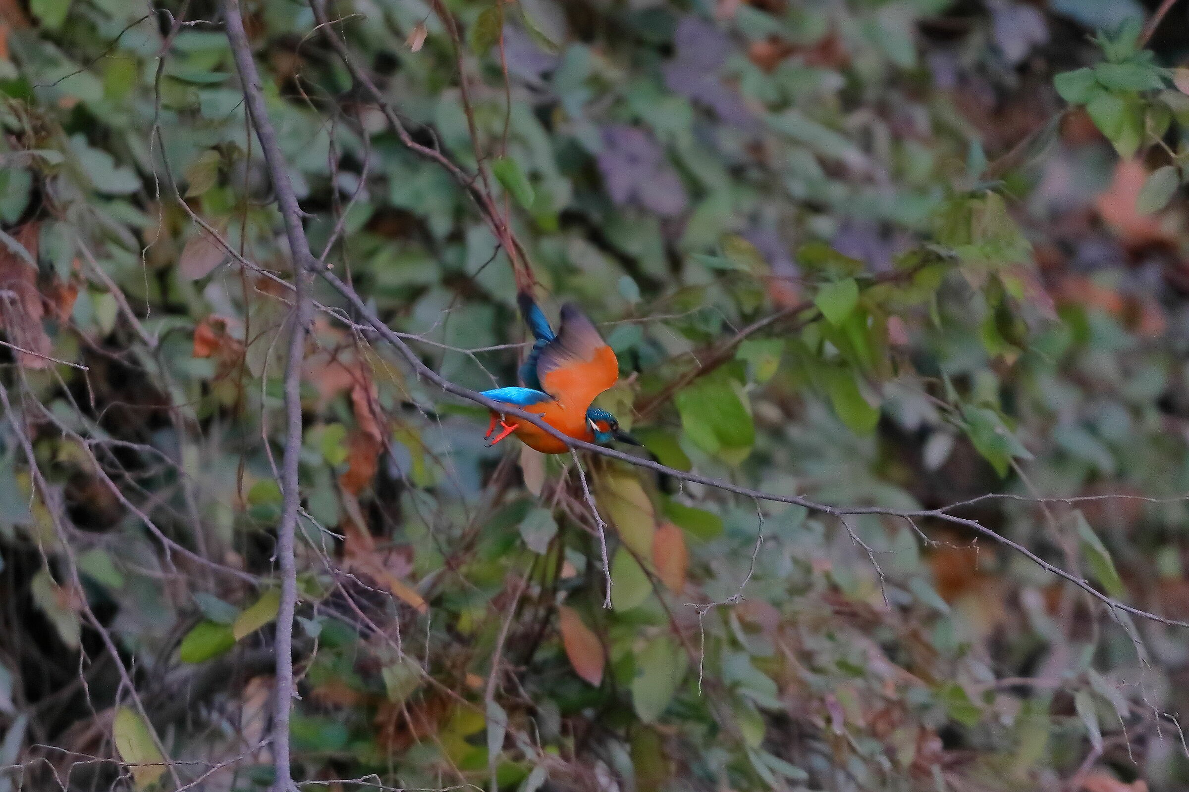 Kingfisher 12-12-2023