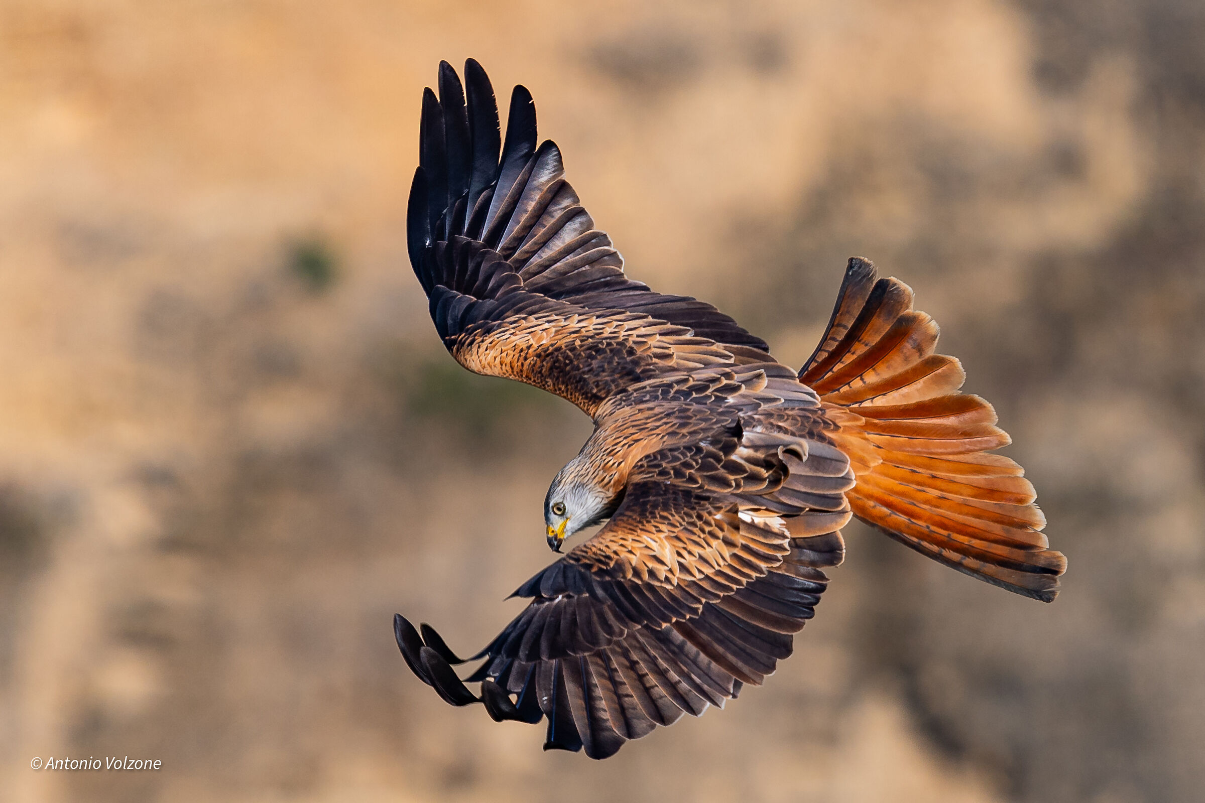 Milvus