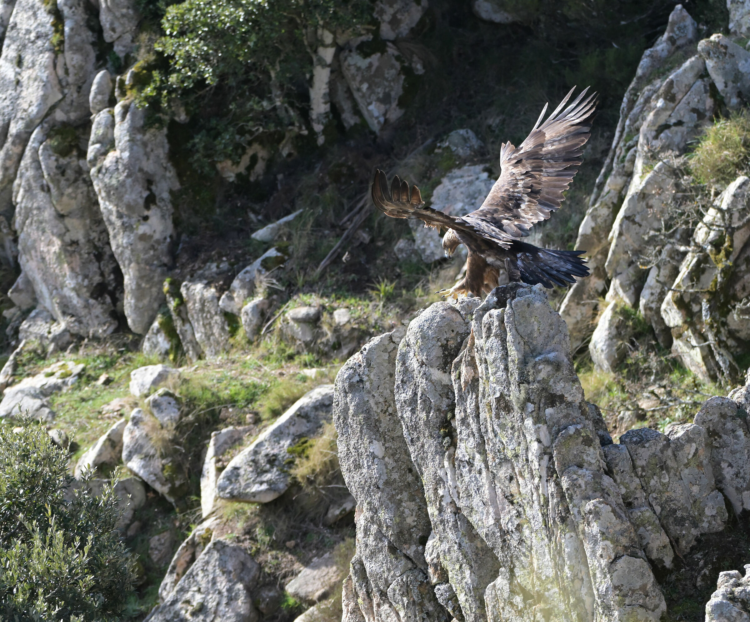 Aquila reale arrivo sul posatoio